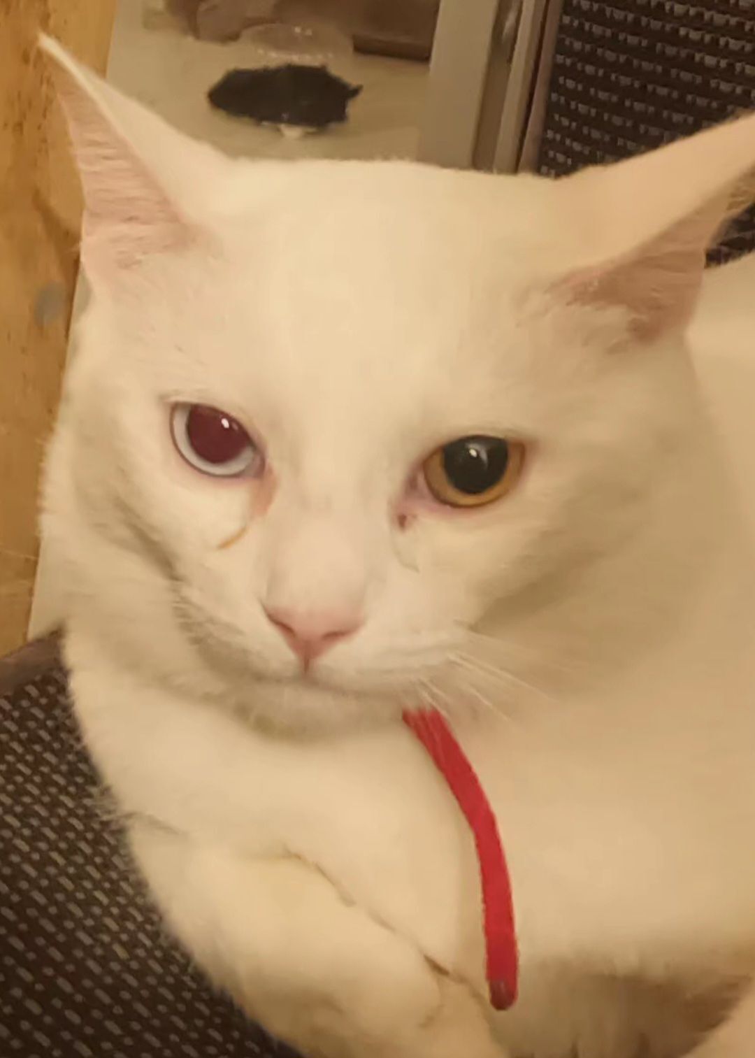 Lost Khao Manee Cat: Unique Eyes, QLD