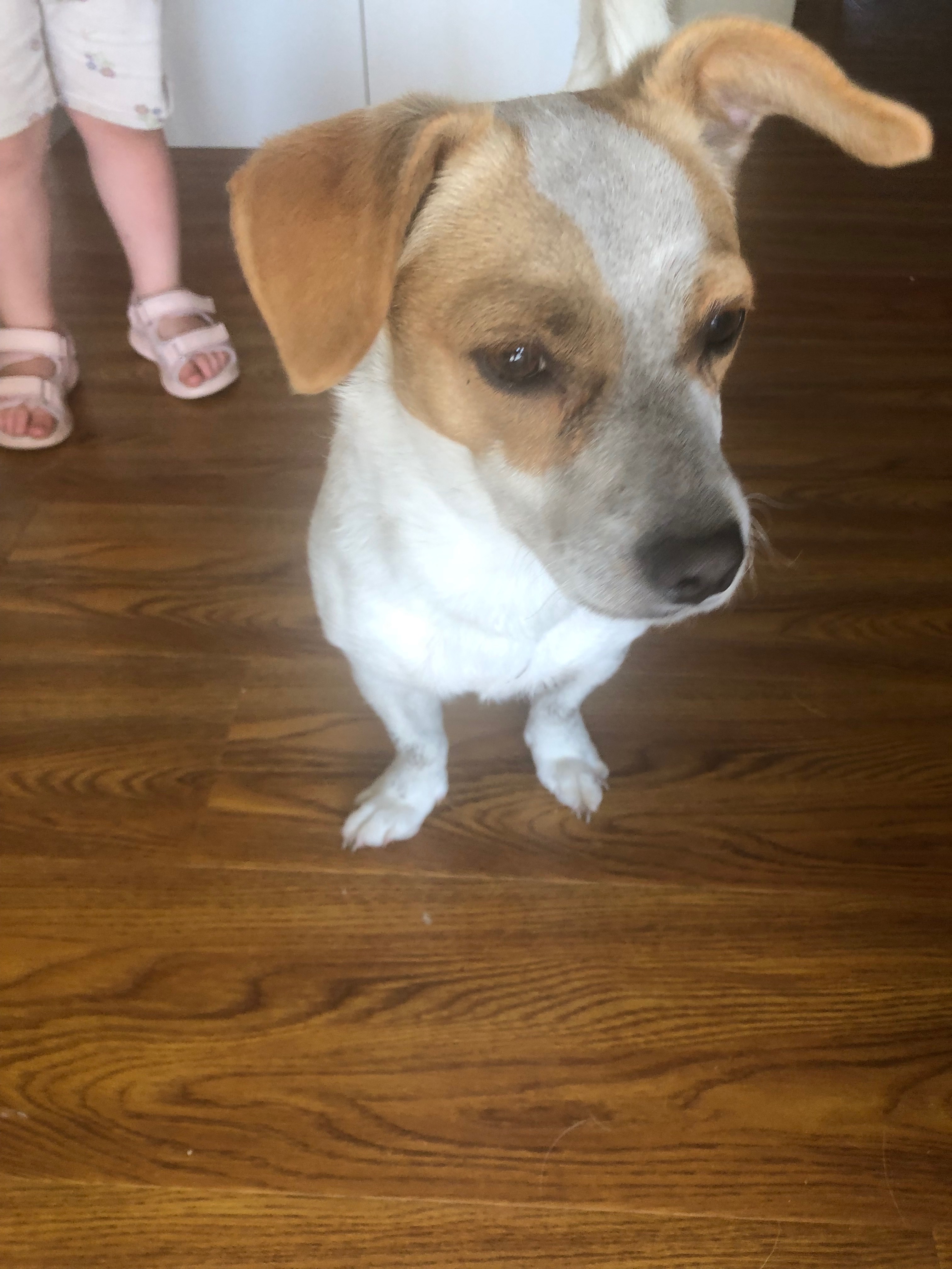 Lost White Dog Near Seaford Nepean Hwy