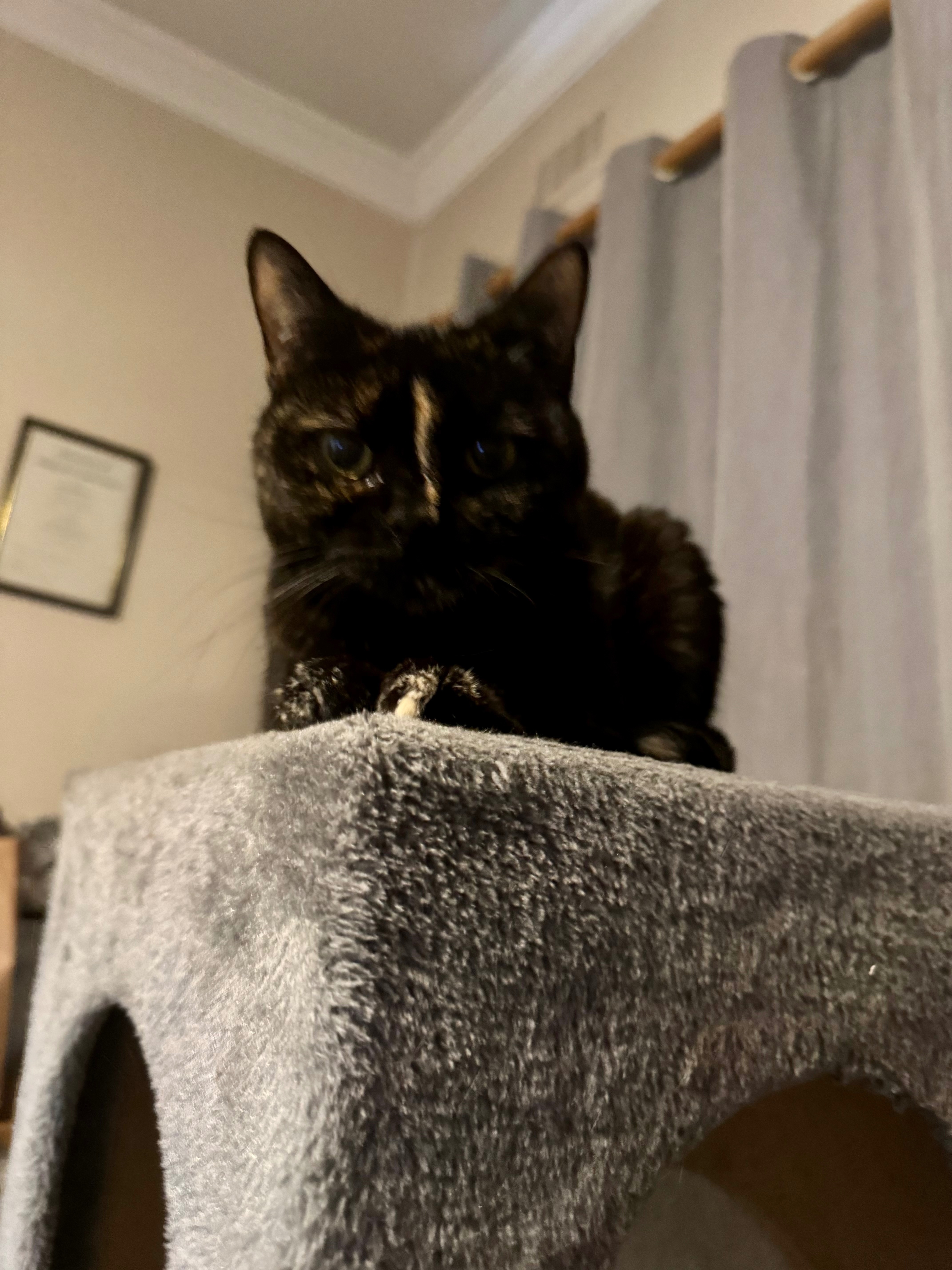 Black tortoiseshell, with a line down her nose and a white tip on her tail