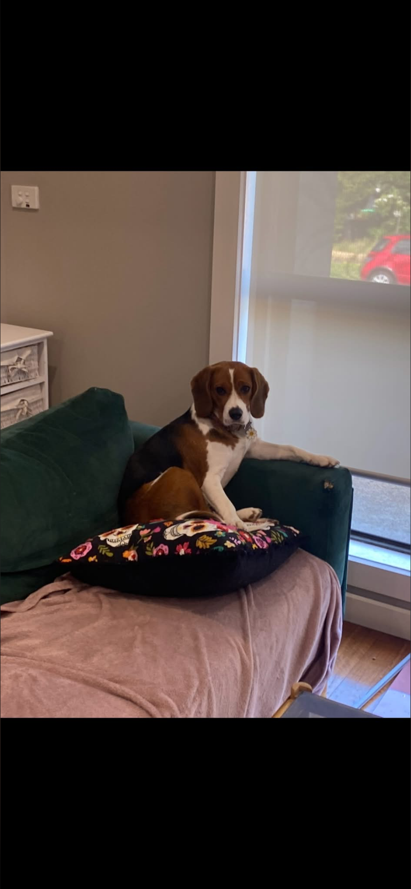 Lost Beagle: Raya Missing in Frankston