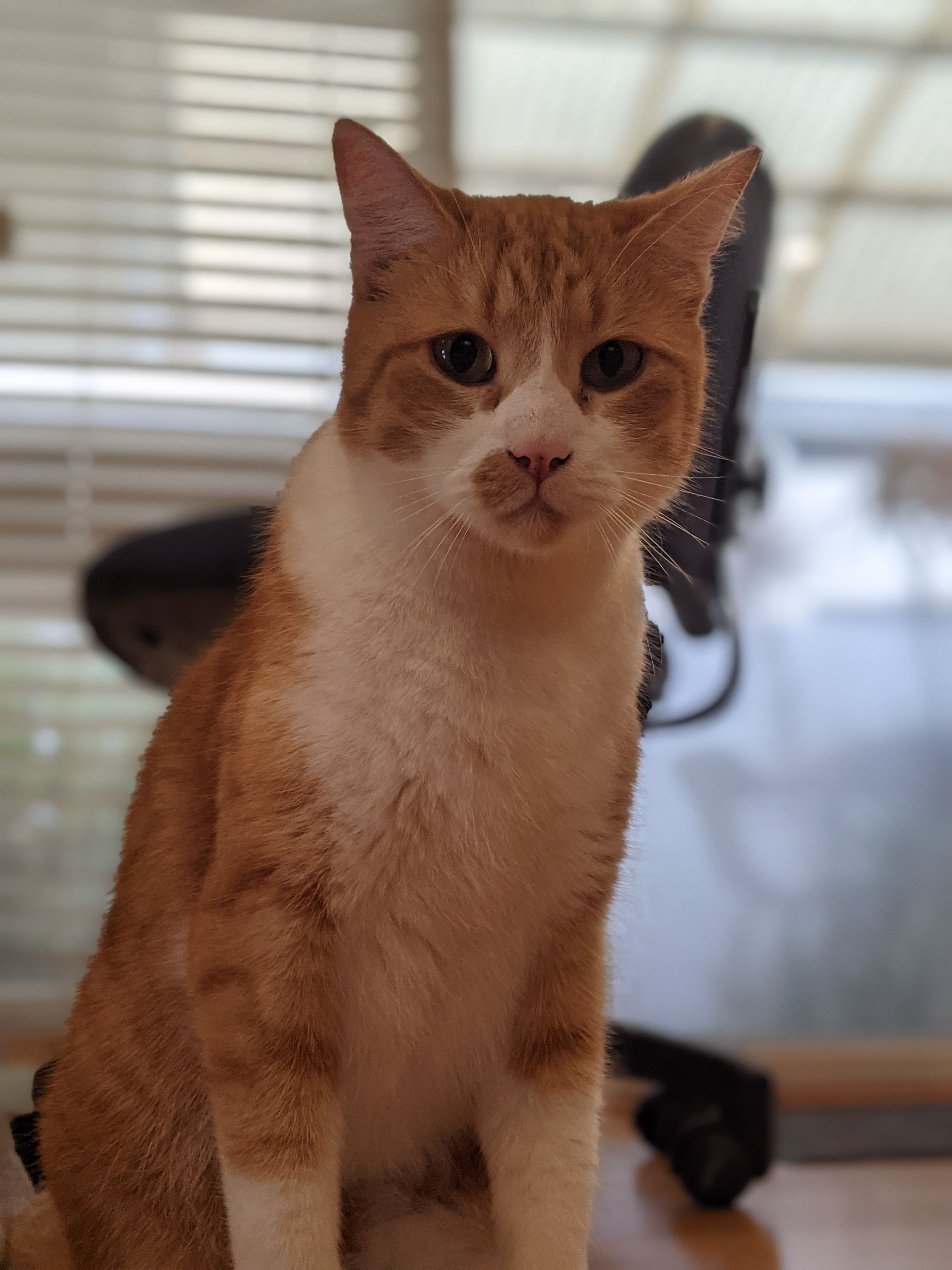 He is a striped ginger and white cat with green eyes and a distinctive orange spot on his nose. He is an indoor-only cat and is confident, friendly, and will accept pats from people. He likely escaped the house through an open gate and, as he is not used to being outdoors, may be adventuring around curiously and without fear, which puts him at risk of dangers such as traffic. He has been without food or water since going missing, so he may be hungry or thirsty, but due to his friendly nature, he may appear relaxed and approach people. He may respond to a high-pitched tone of voice and possibly to his name. He also loves treats, which may encourage him to approach.