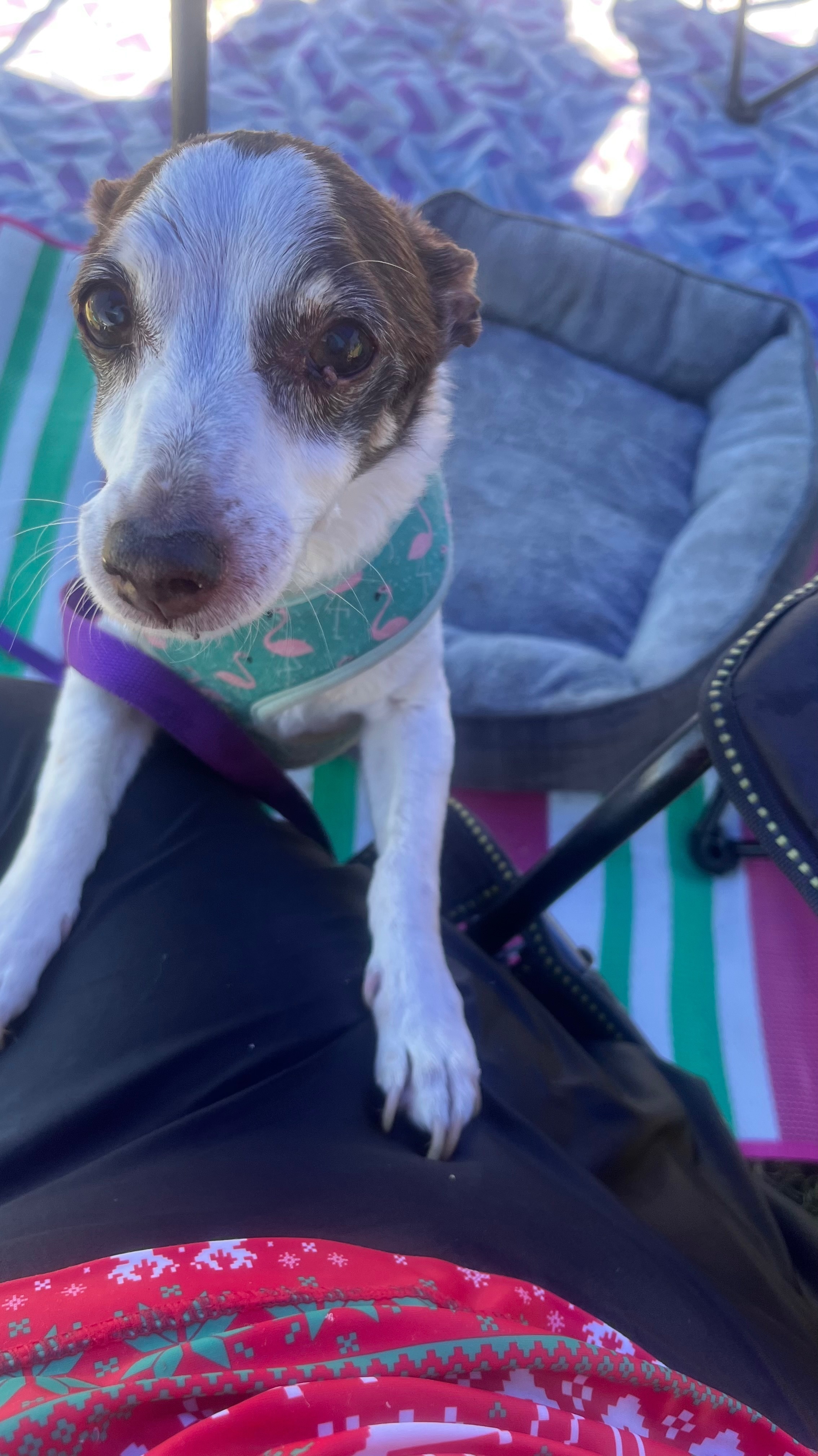 Max is a white short hairs jack russell with dark brown patches and ears. He is 15 years old and has grey hair on his face. He has a faded blue collar that gets hidden in his fur. He his extremely timid and frightened of others and will growl. He snuck out of the tent as we left to go to the toilet this morning without noticing.