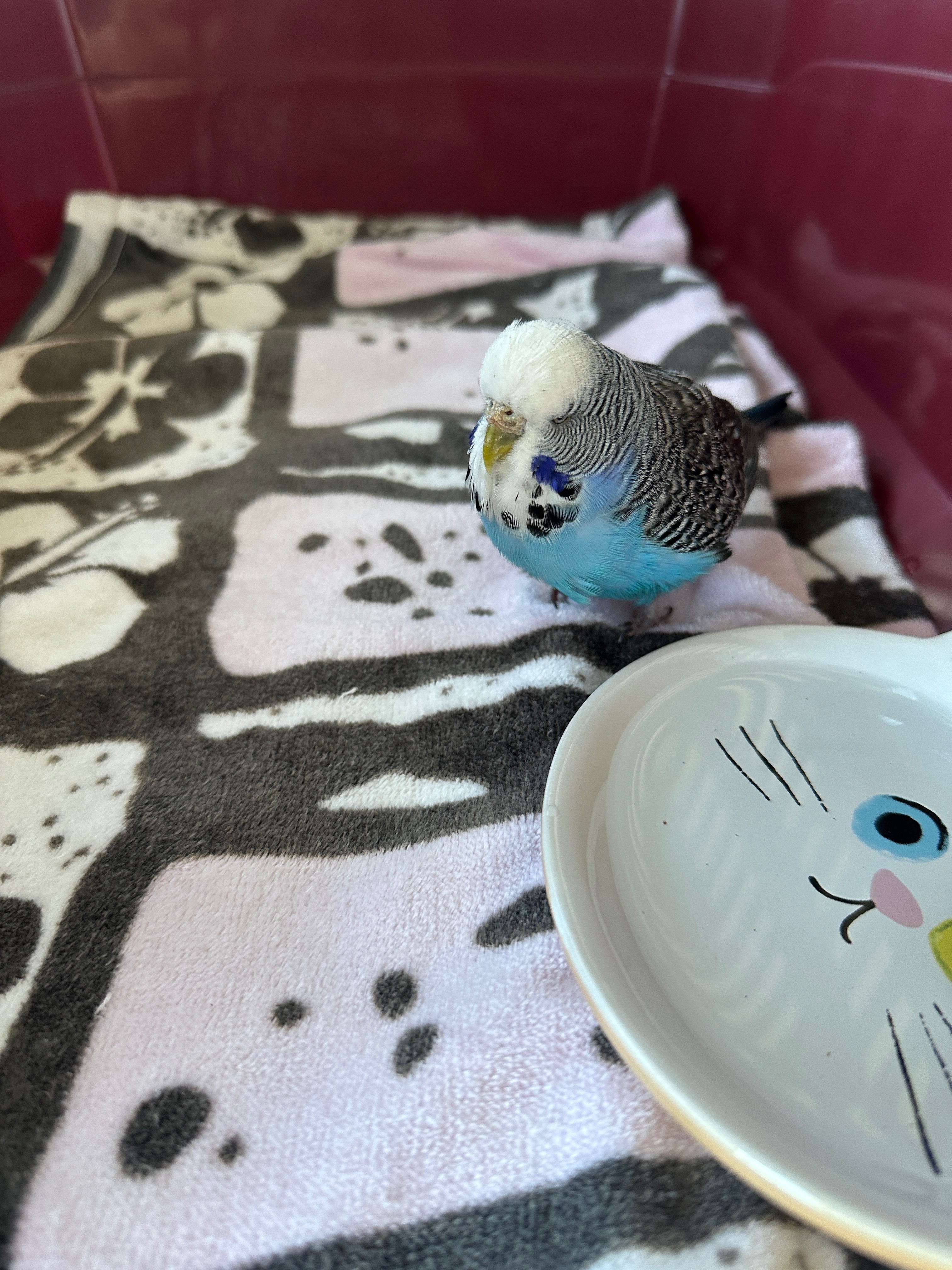 Found: Tagged Blue & White Bud...