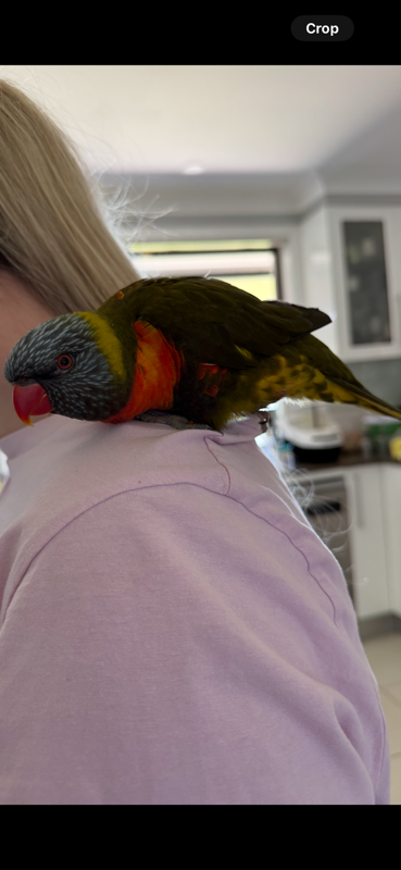 Tame Olive Lorikeet Found in C...