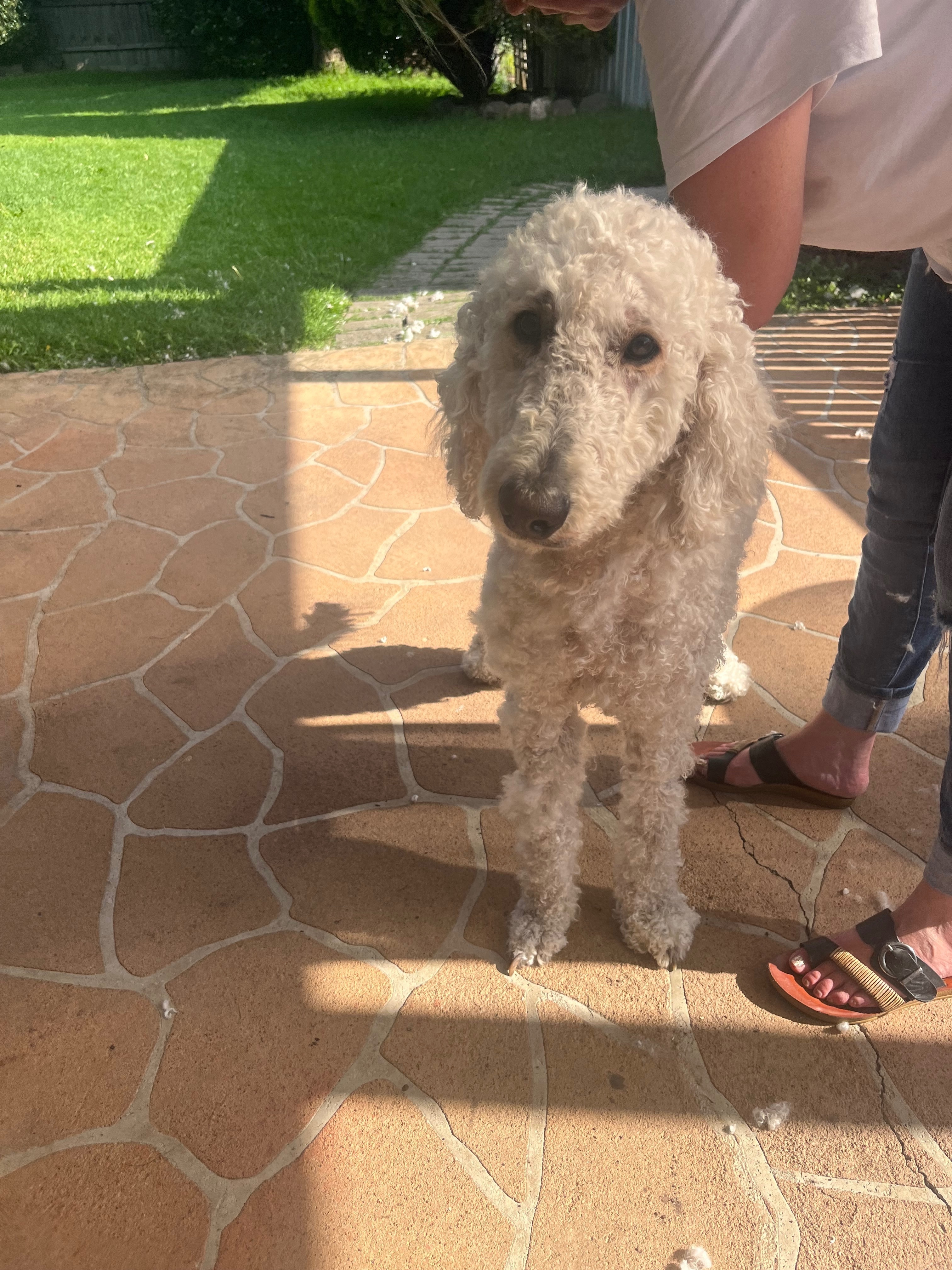 Lost: Friendly White Groodle in Whittlesea