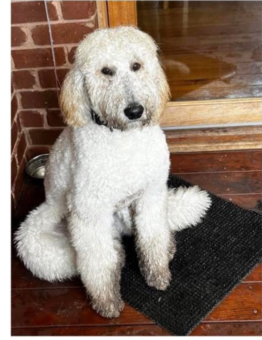 Lost White Groodle: Anxious & Loving