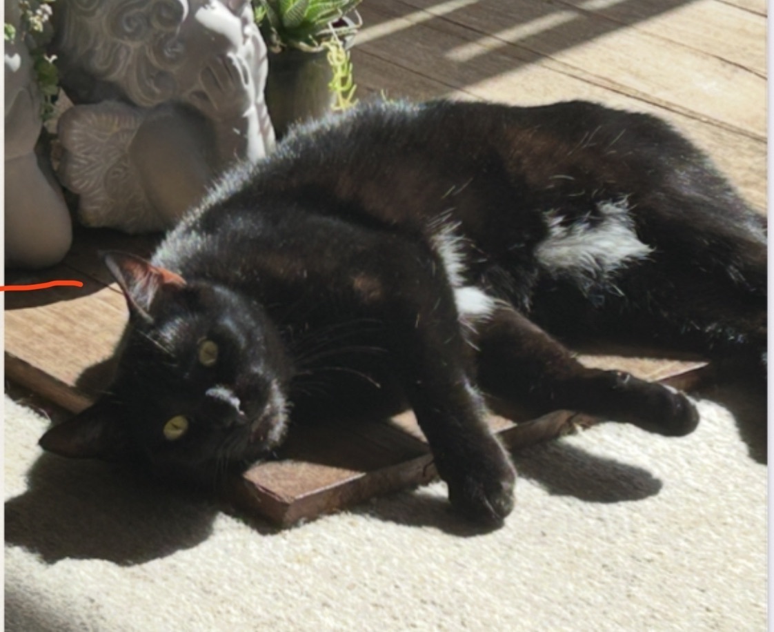 Lost: Black Cat with Yellow Eyes in Kingborough