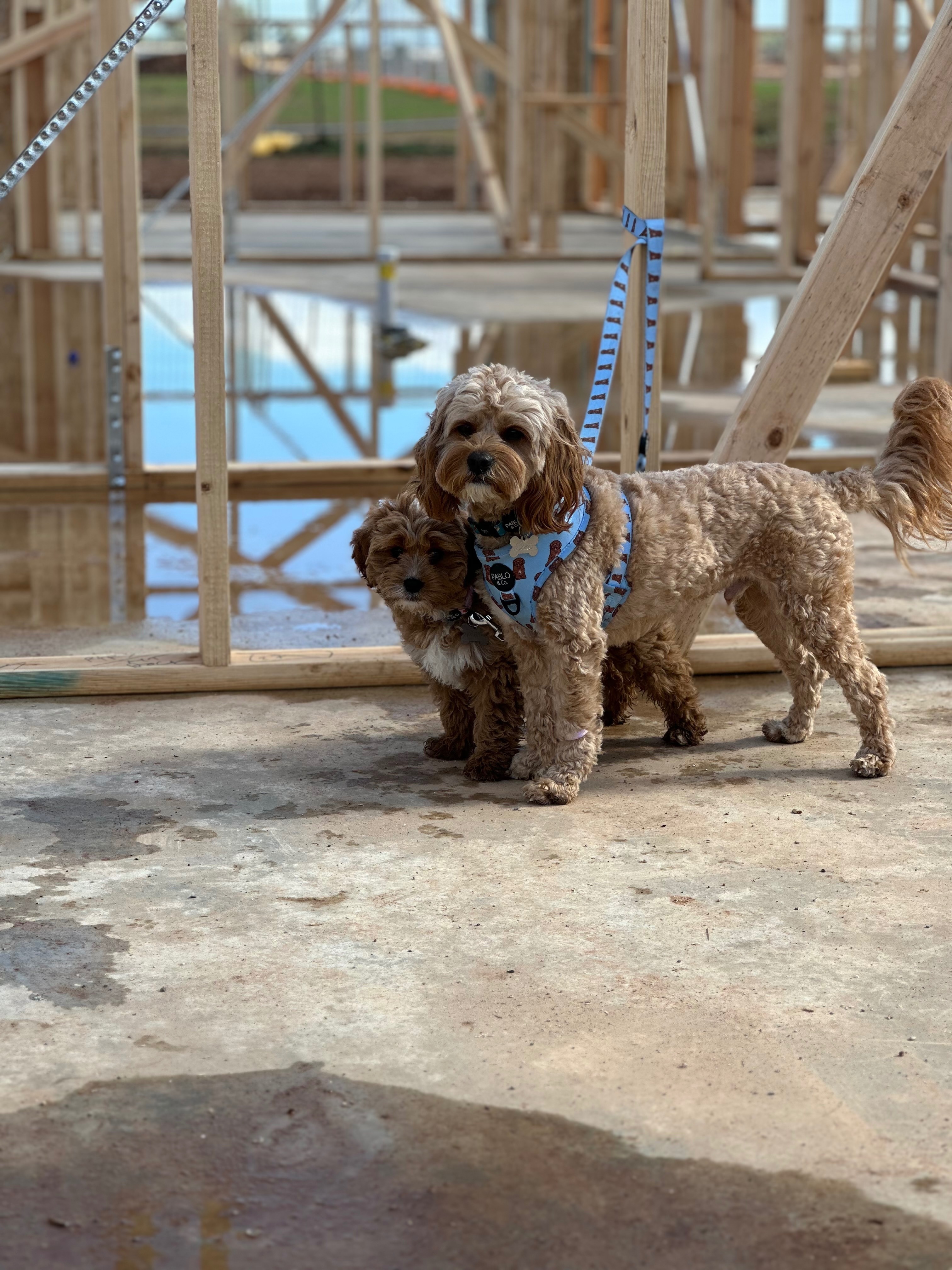 Lost Cavoodle: Friendly, Light Coat, Sausage Collar