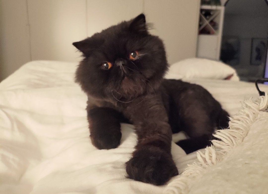 Lost Black Persian Cat in Bondi Beach