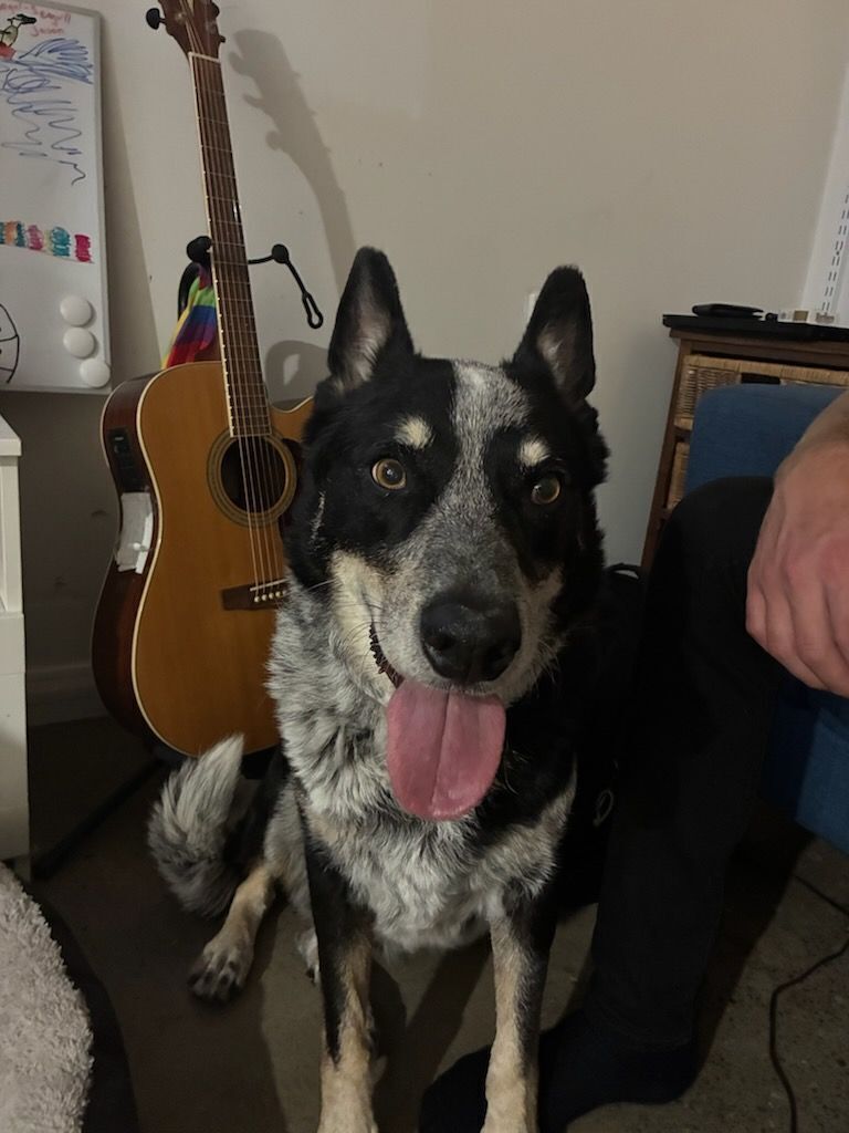 Found: Sweet Aussie Cattledog...