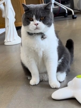 Lost 9kg British Shorthair in Stonnington