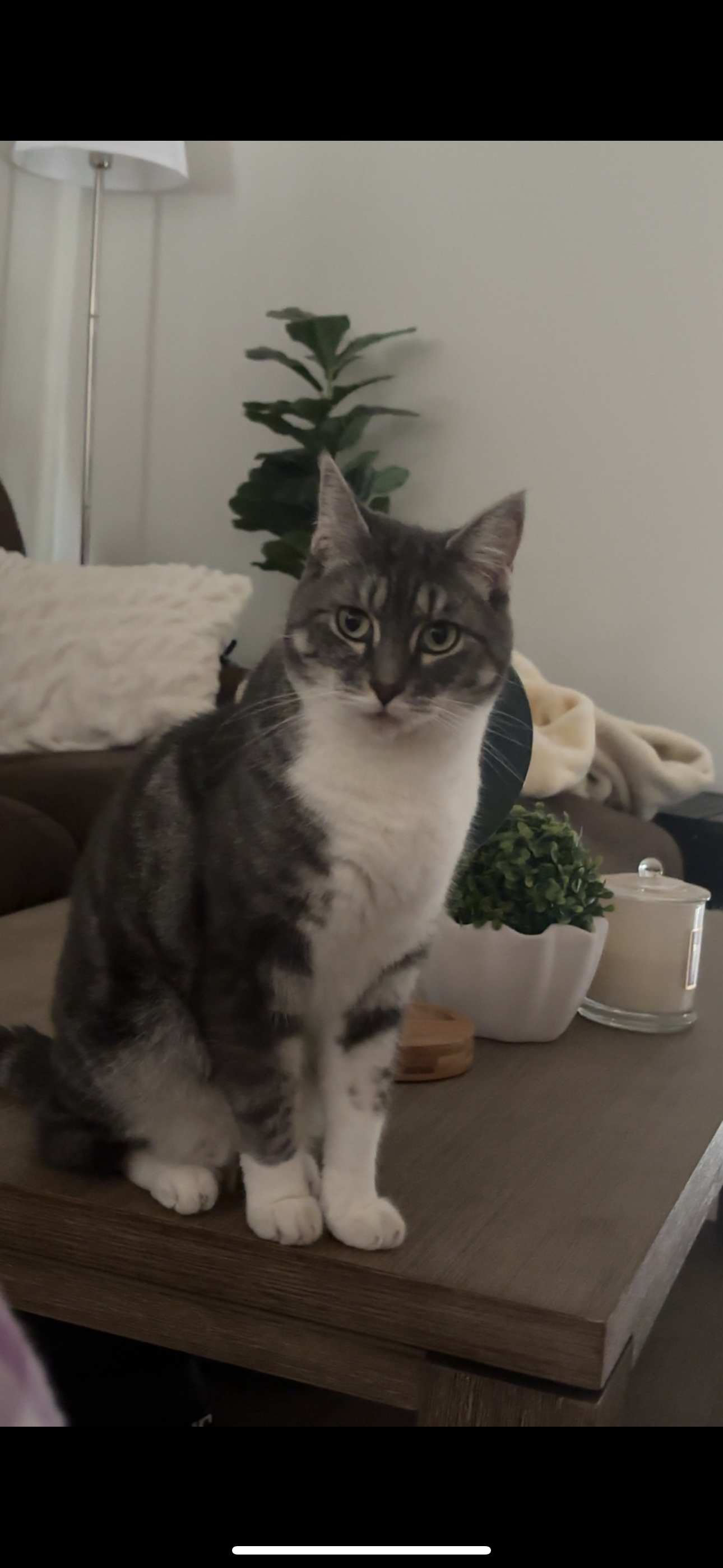 Lost: Grey & White Tabby in Brimbank