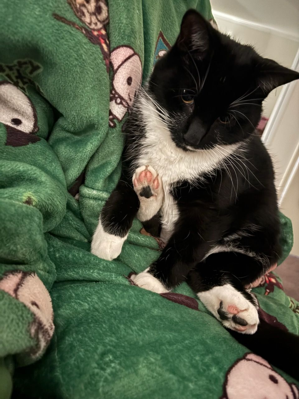 Lost Cat: White-Chested in Kingston, TAS