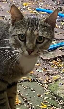 Lost Cat: White Collar & Shoes, Tea Tree