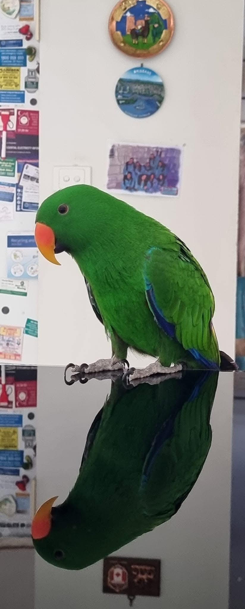 Lost Green Parrot 'Pepe' in Casey City