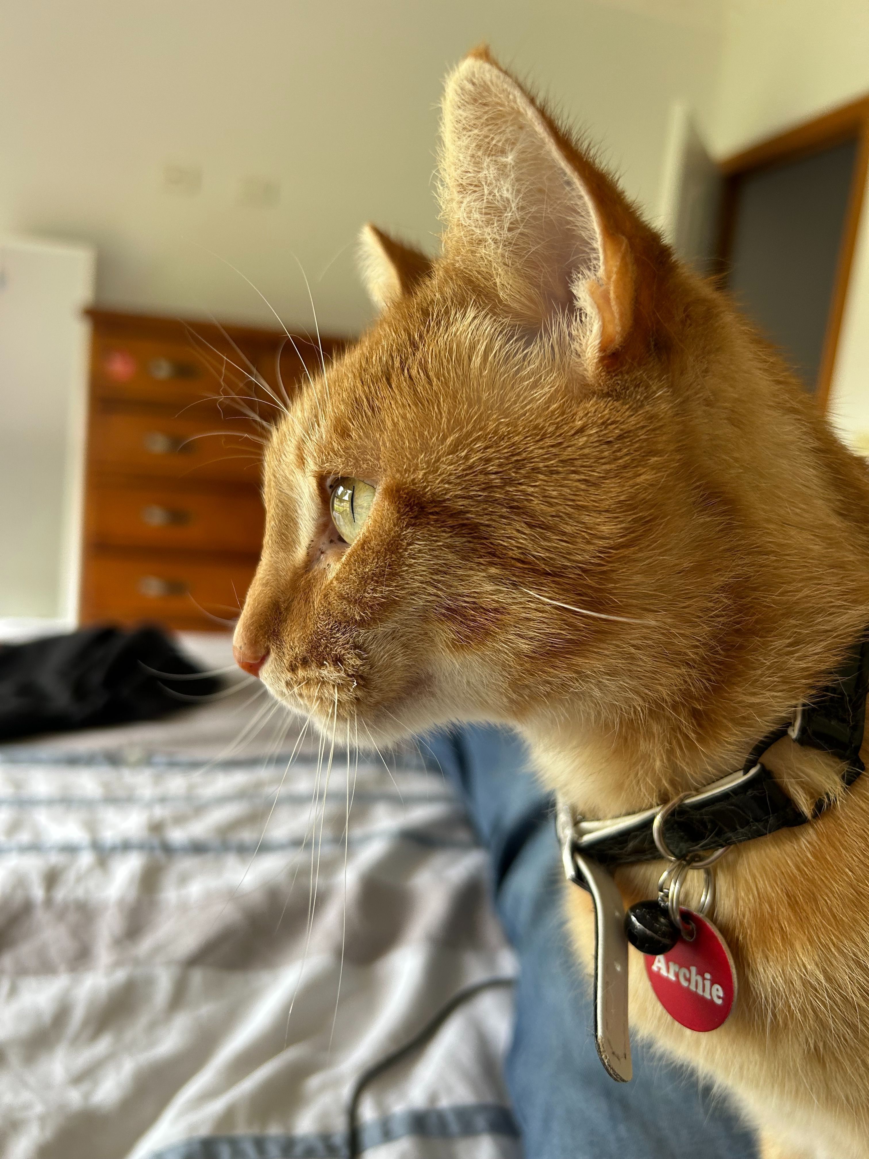 Lost Orange Tabby: Arrandale Ave, Ballarat