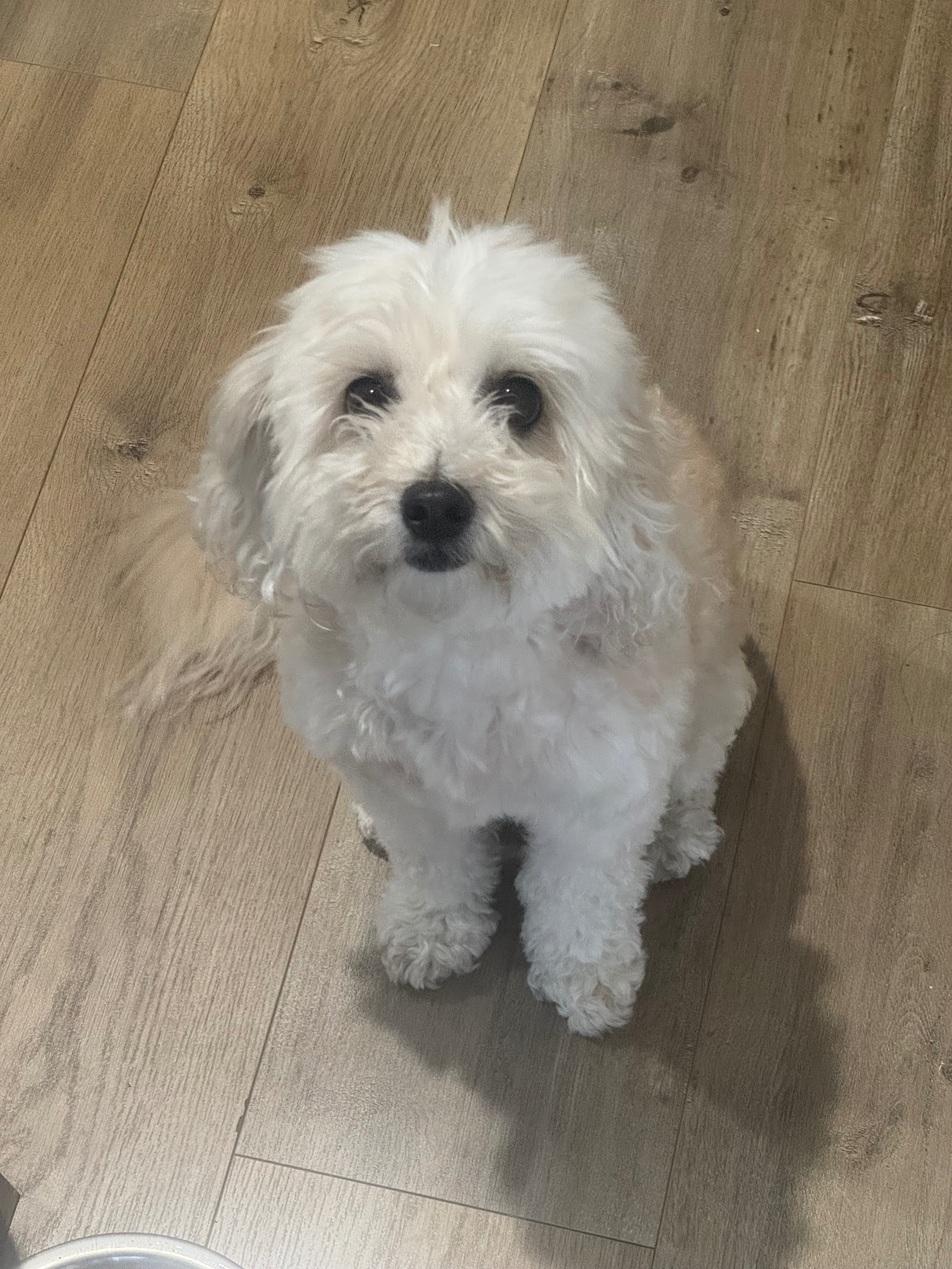 Lost 10yo Cavoodle Mima in Por...