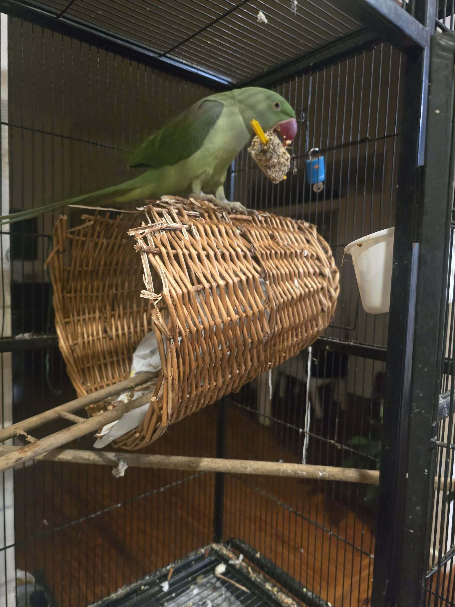 Lost Alexandrine Parrot: Gentle, No Ring