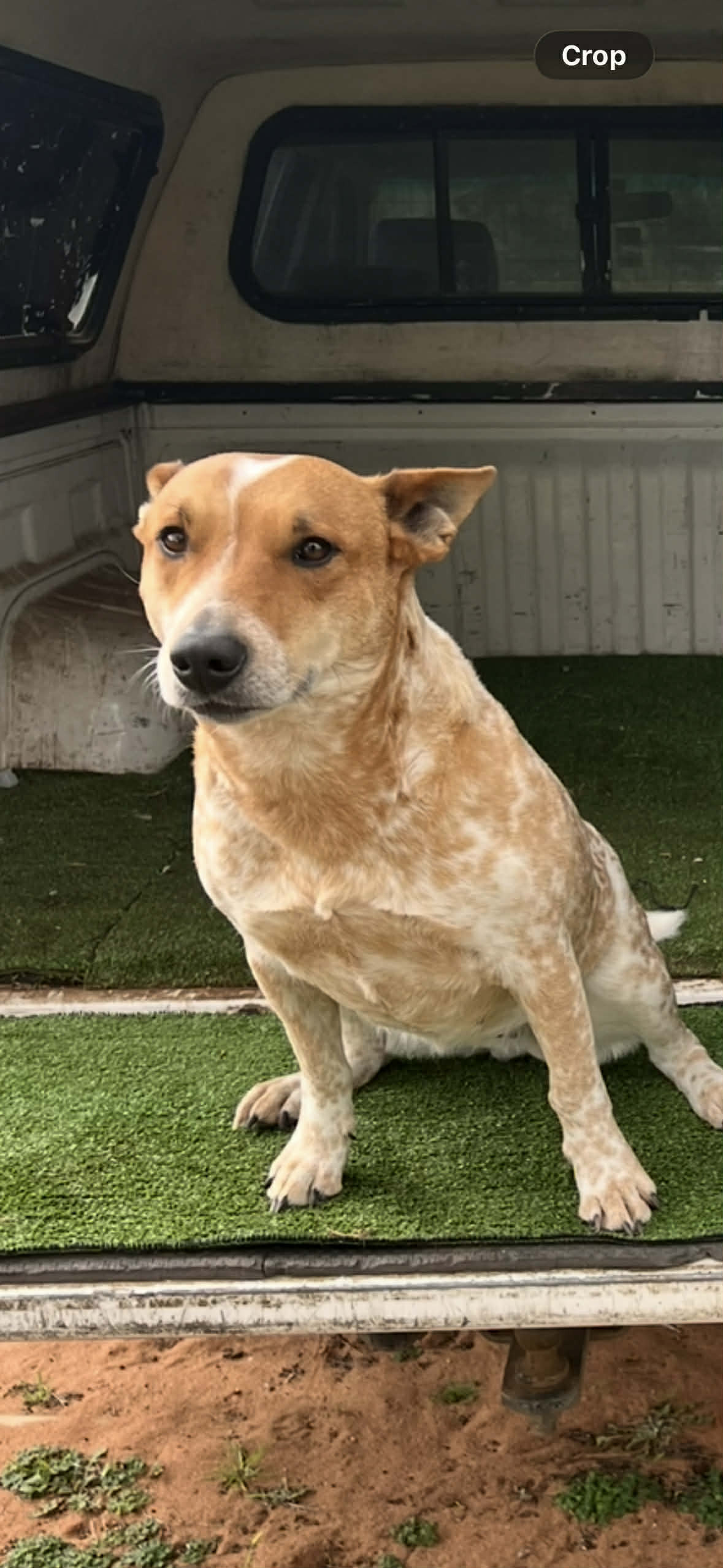 Lost Dog: White Marking, Noble...