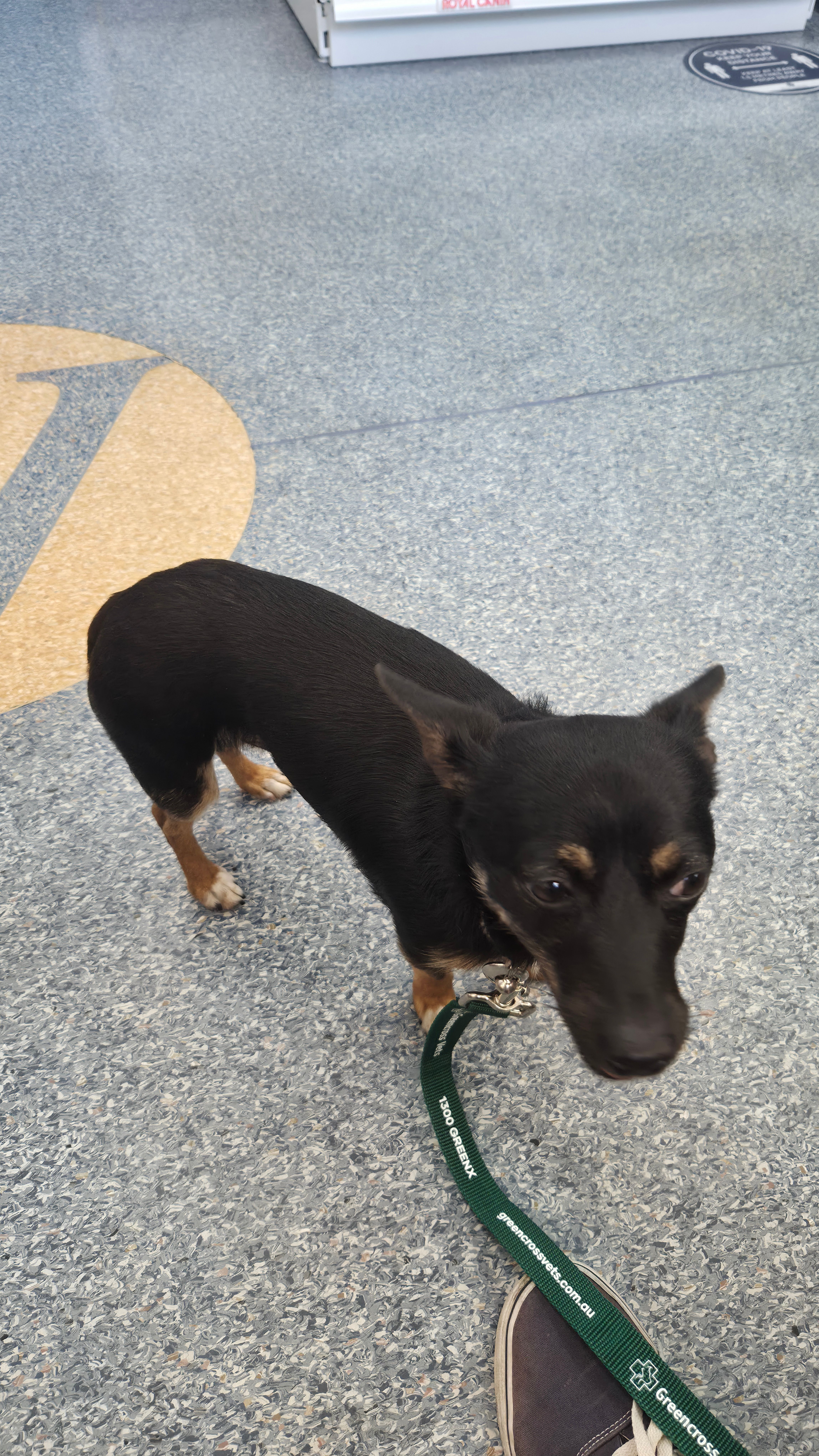 Found: Black & Tan Chihuahua i...