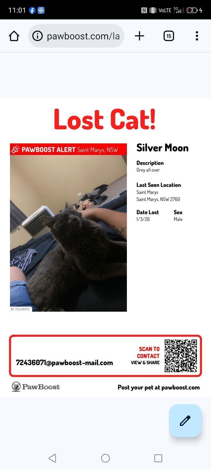 URGENT: Lost Grey Cat in St Marys - $200!