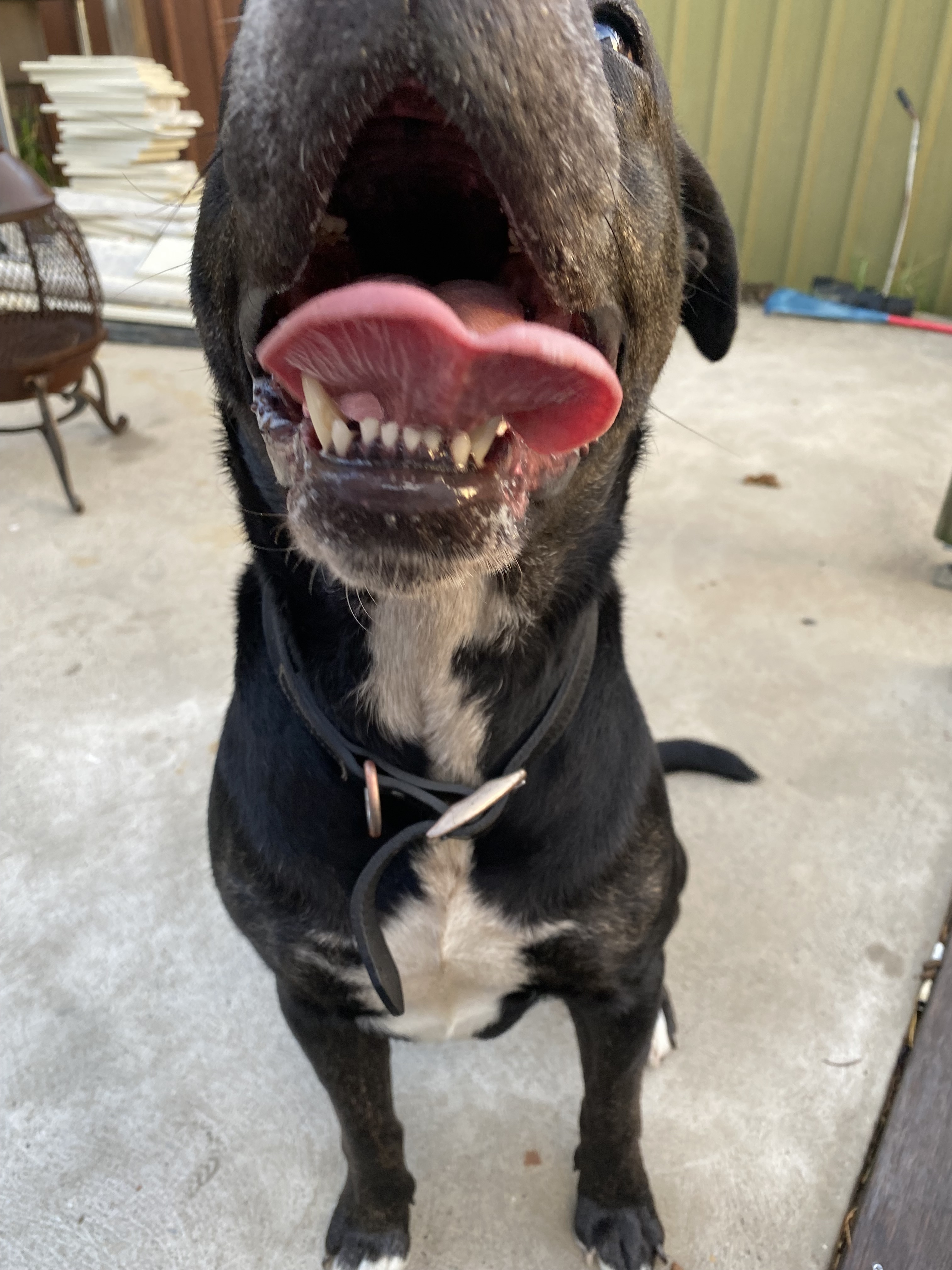 Friendly Found Dog: Staffy Cro...