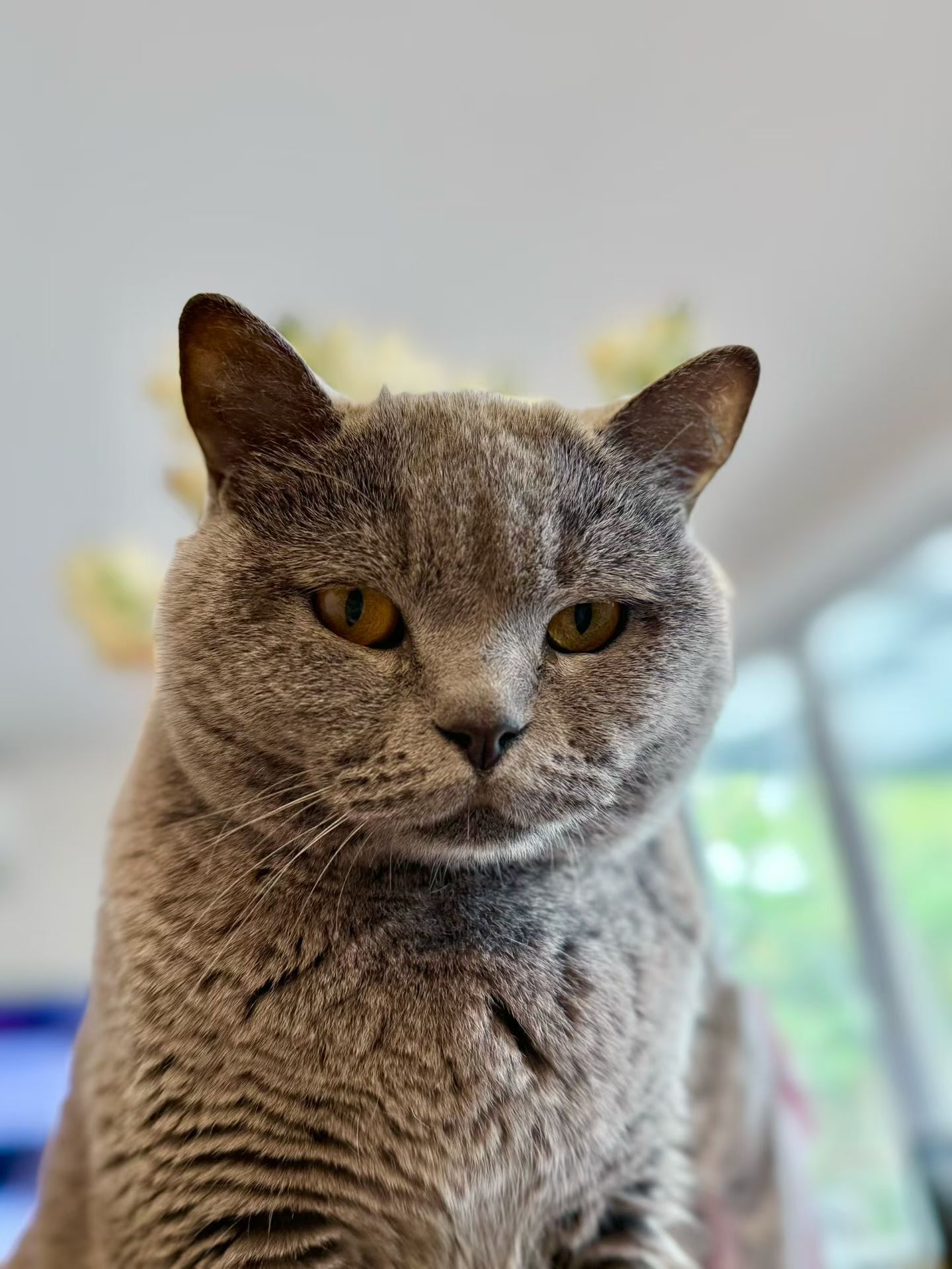 Help Find Chichi: Missing Grey Cat in Marden