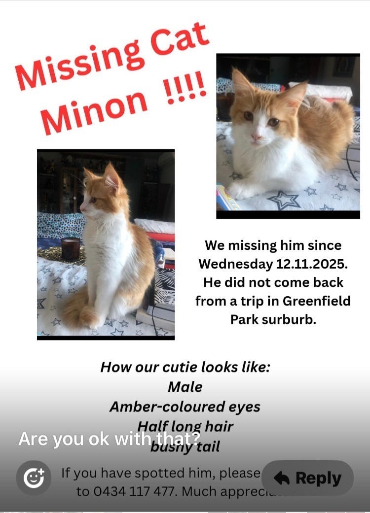 Lost Ginger Cat: Fluffy Tail, 6 Months Old