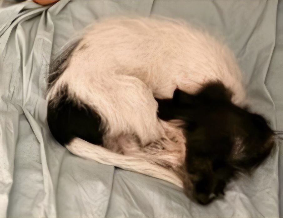 Missing Choodle Puppy: Fyn in Sydney