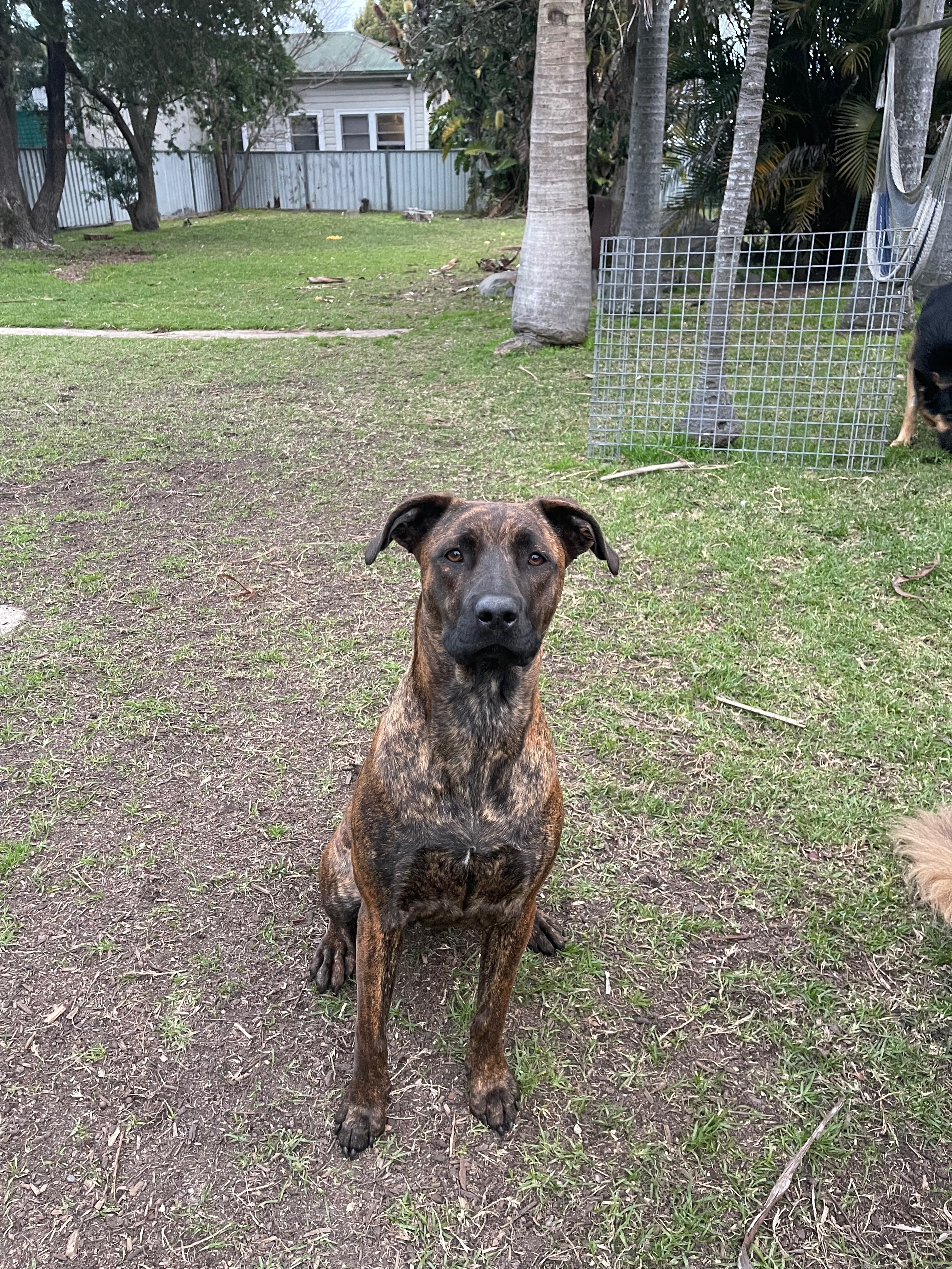 Lost Tiger-Striped Puppy on Maitland Rd