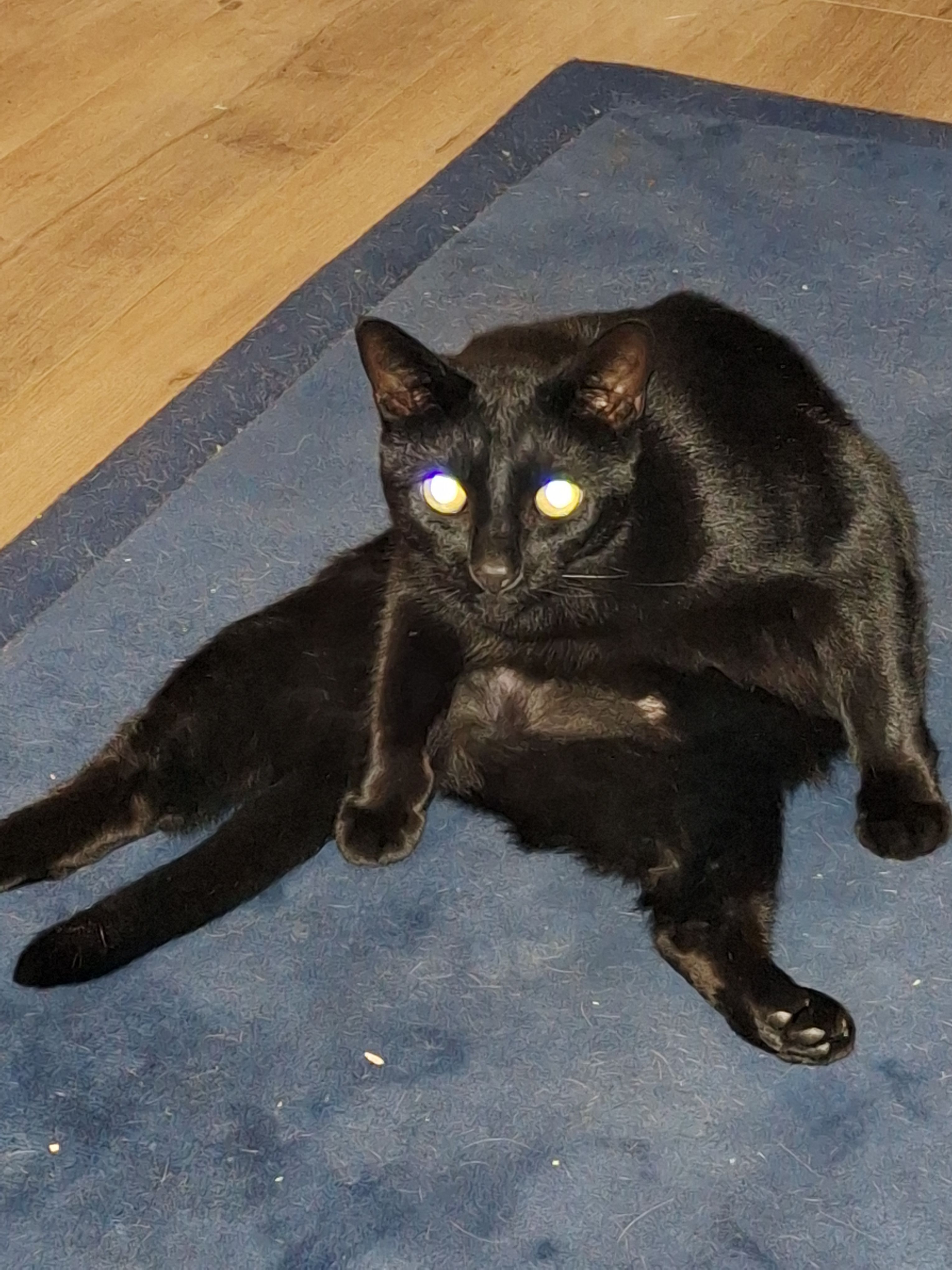 Lost Chubby Black Cat in Onkaparinga