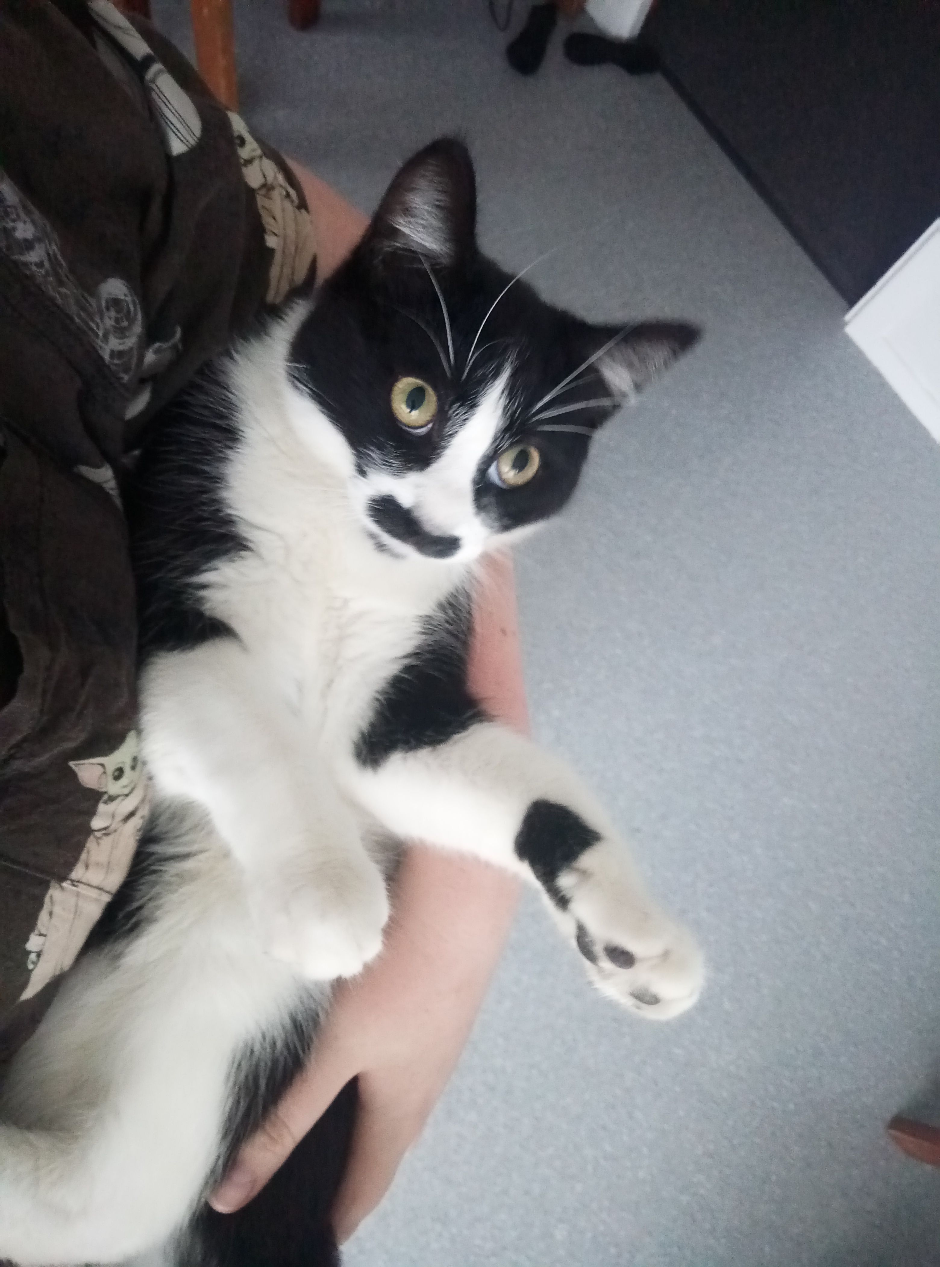 Lost Cat in Burnie: Friendly '...