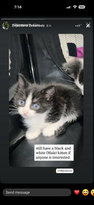 Lost Kitten: Black & White in Melbourne