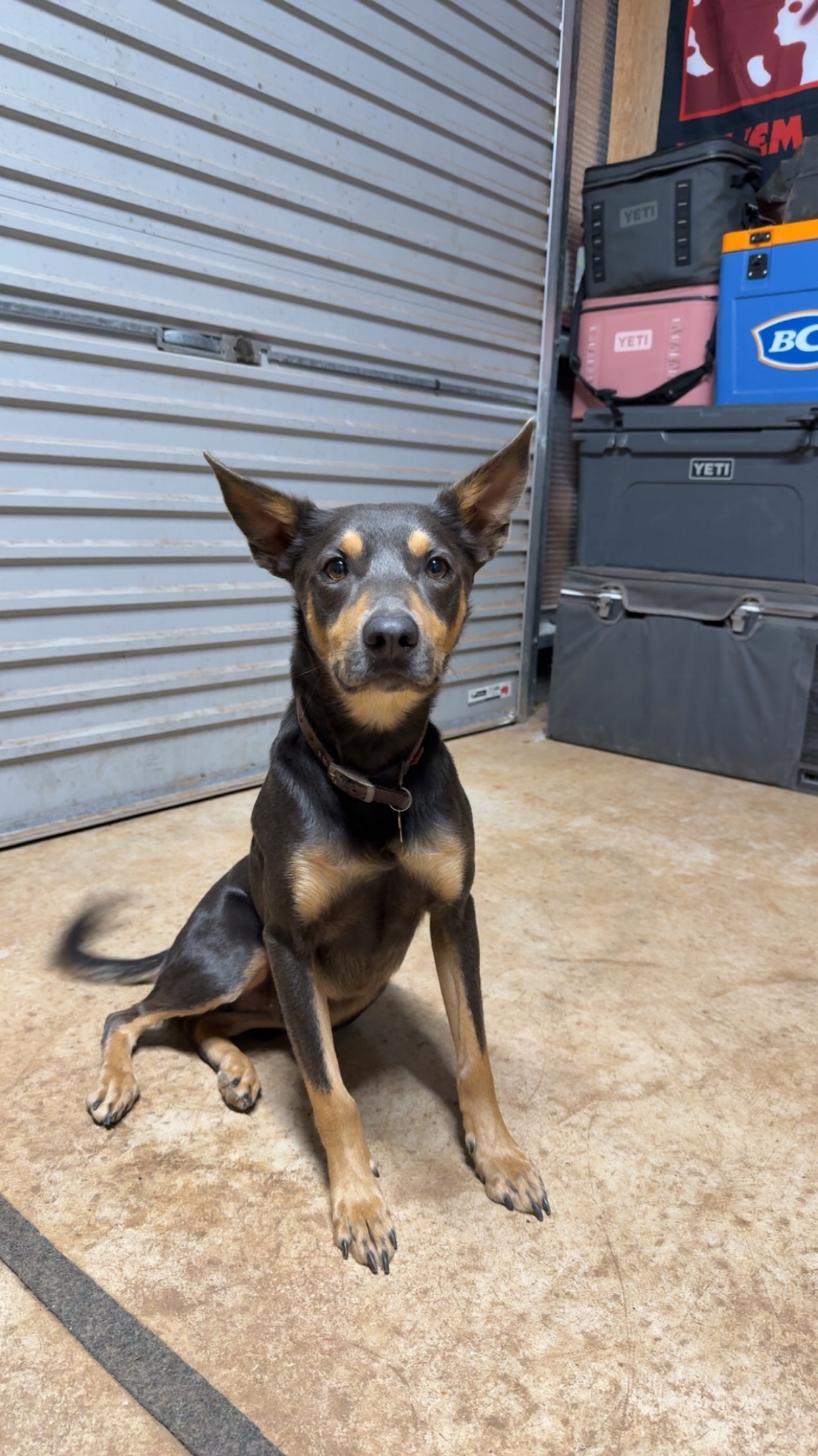 Lost Friendly Kelpie at Hearso...