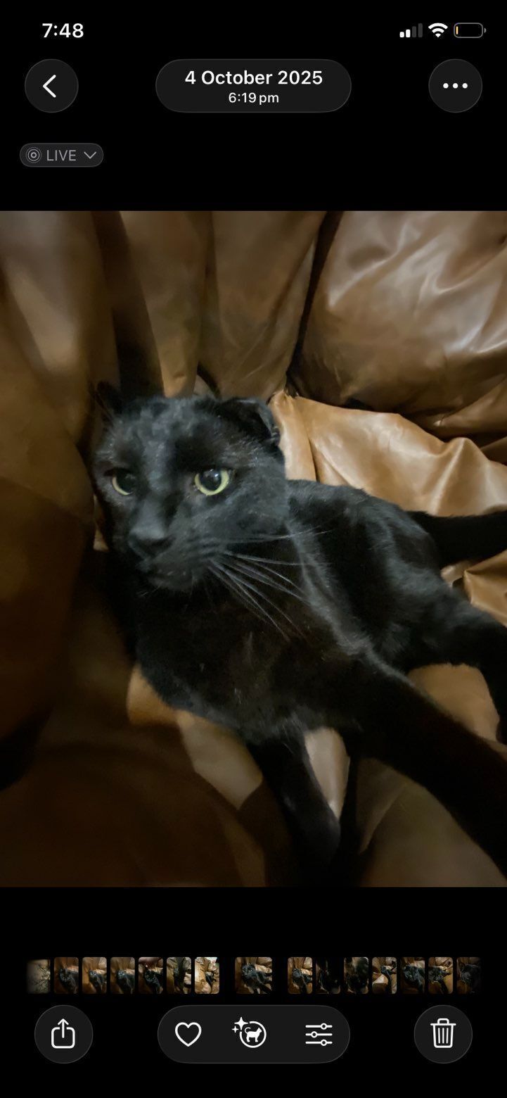 Lost Black Cat with Limp - Salisbury