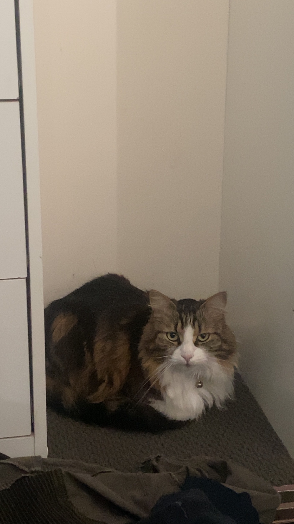 Missing Tuxedo Tabby: Help Find Him!