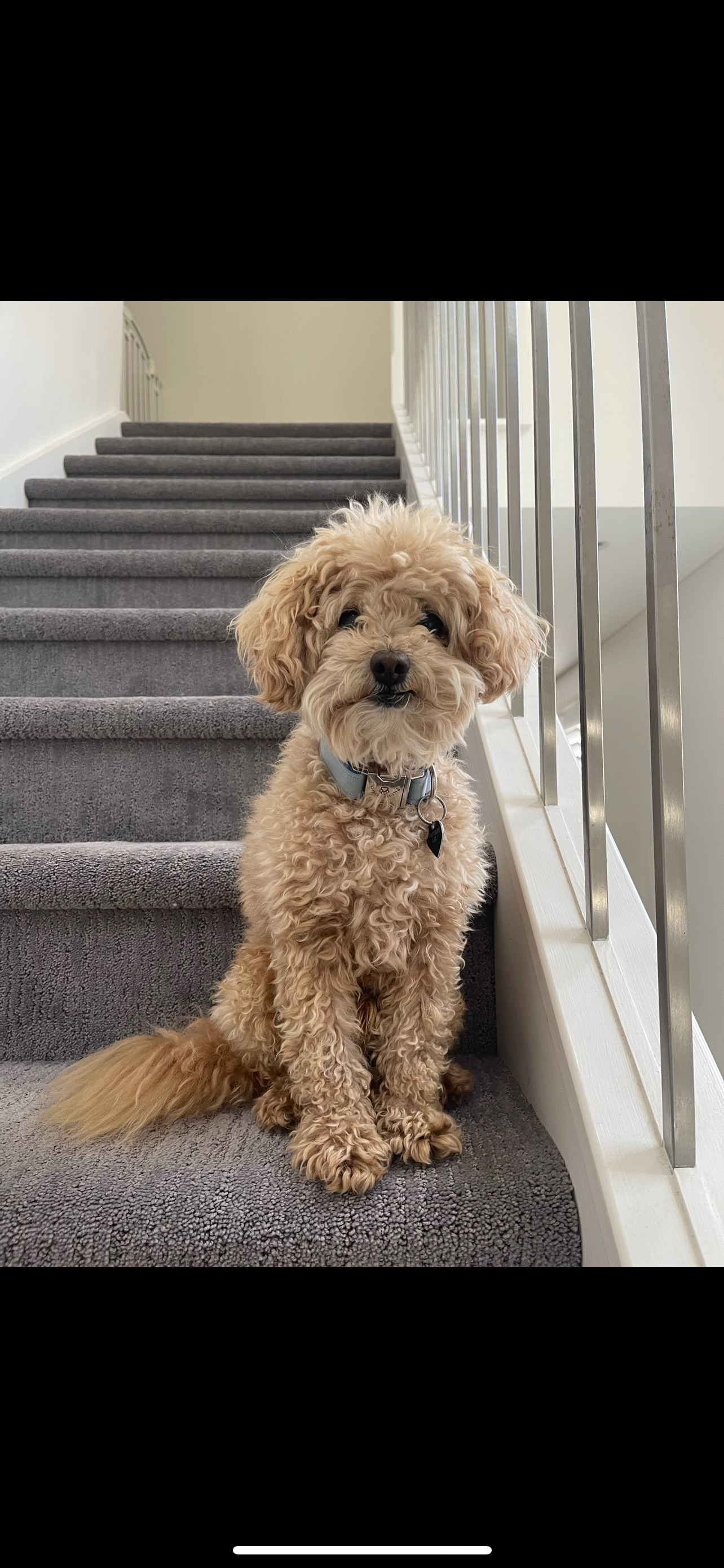 Lost Toy Poodle: Cream Coat, Binda St