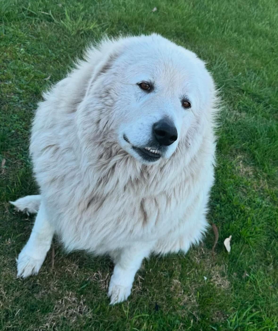 Fluffy White Dog Missing in Latrobe
