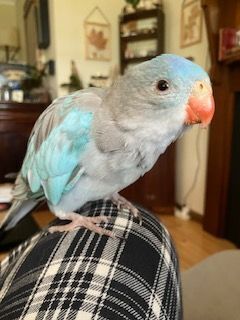 Lost Princess Parrot: Bijoux i...