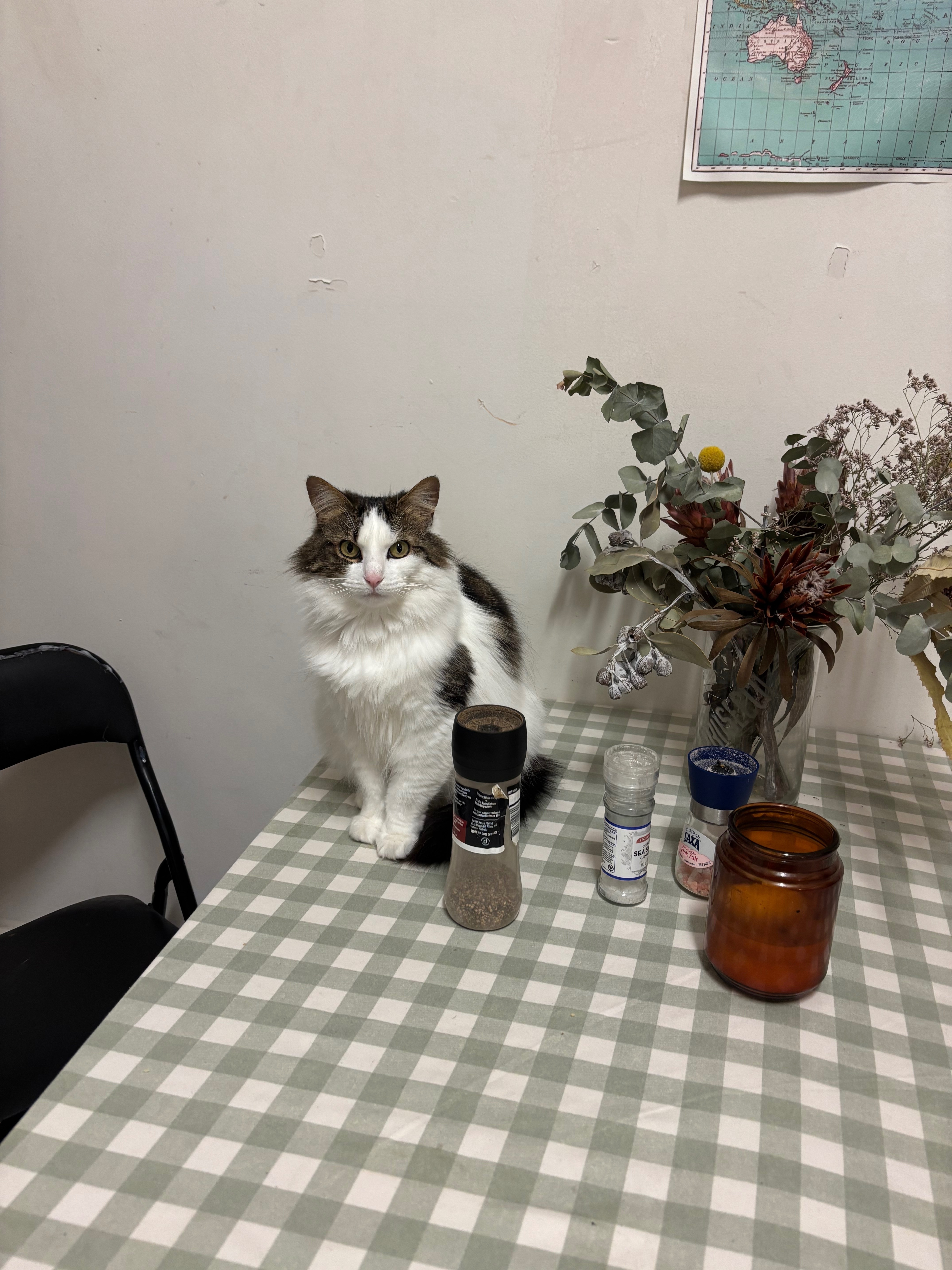 Lost 5-Year-Old Cat: White, Black & Brown