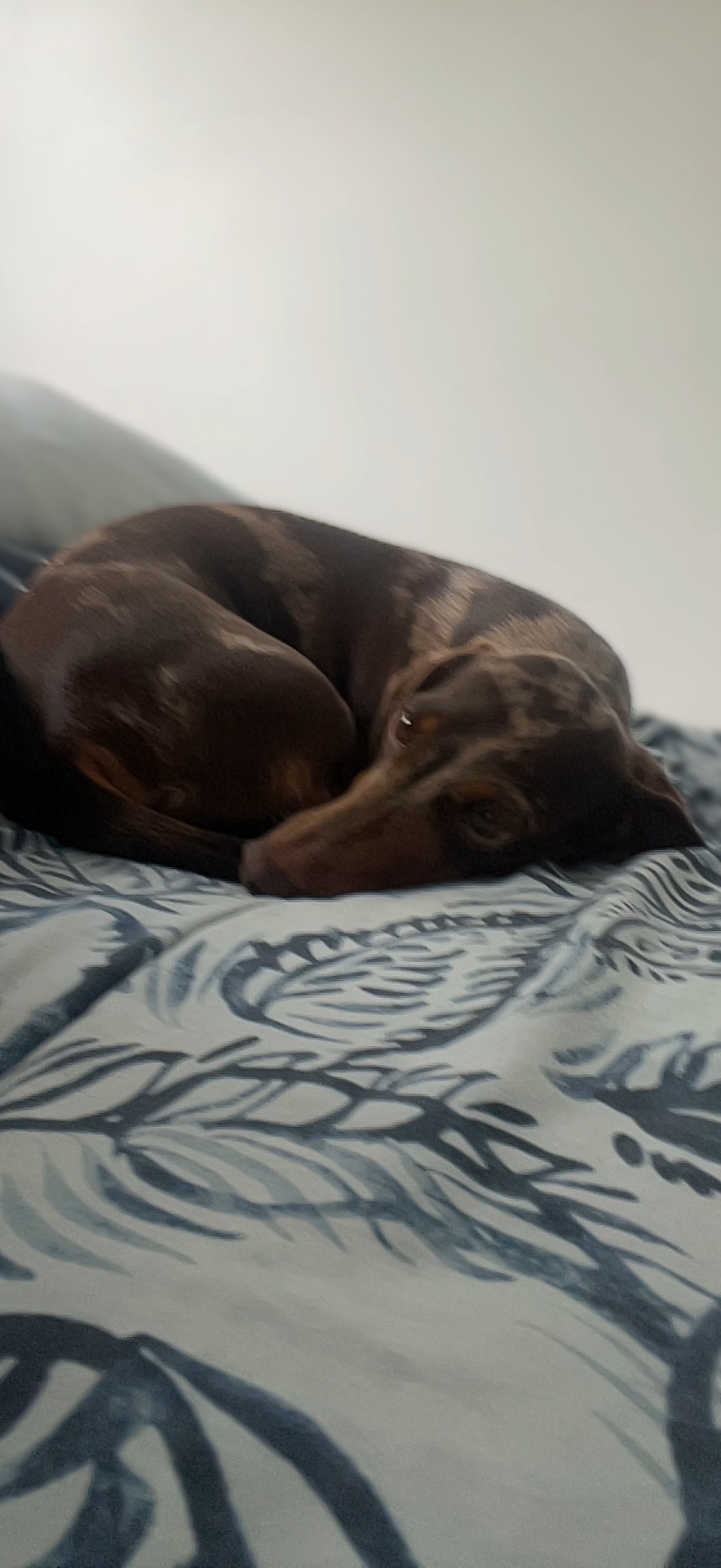 Lost Dachshund Theo: Dapple Coat, Timid