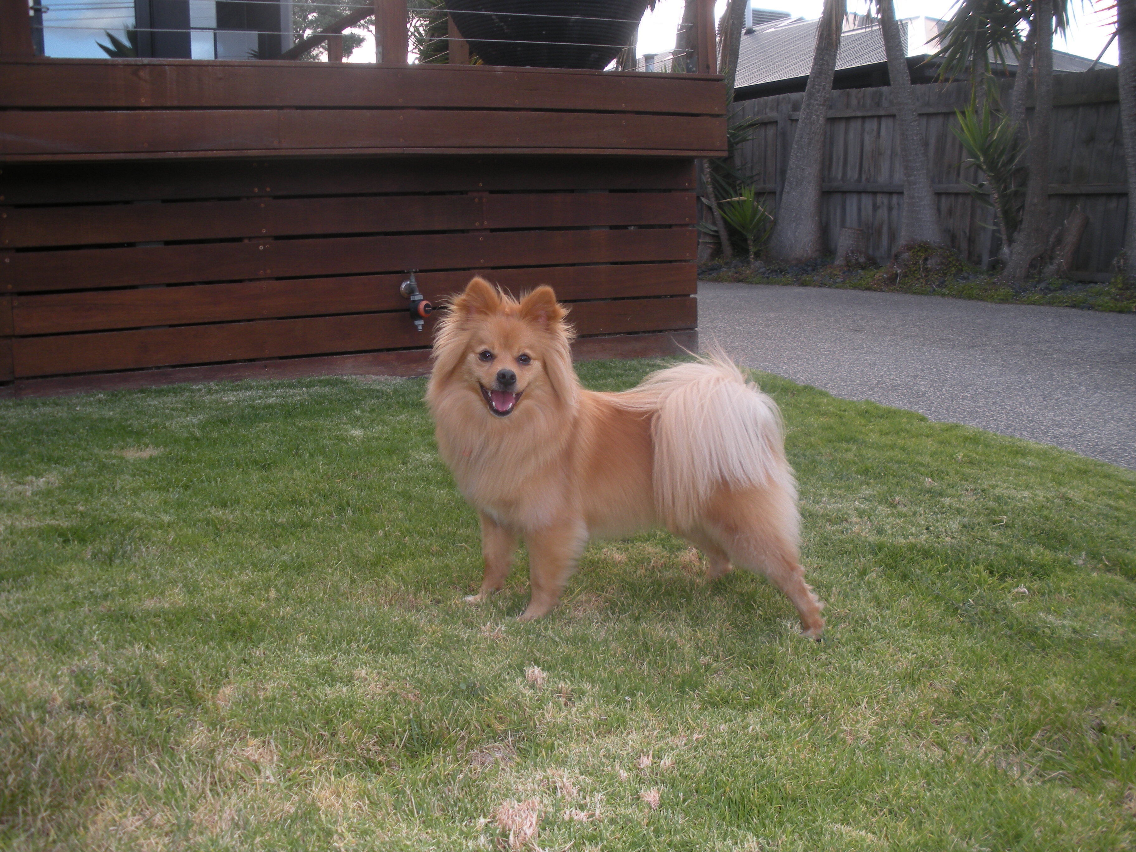 Help Find Rosie: Lost Golden Pomeranian