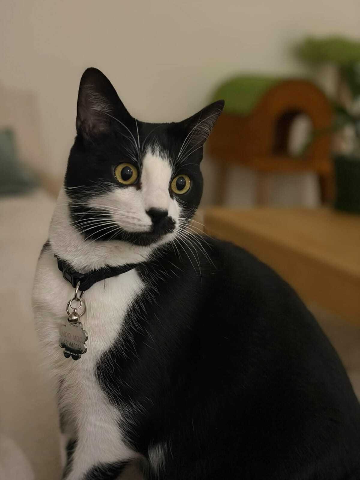 Lost Tuxedo Cat: Daisy Collar, Brimbank