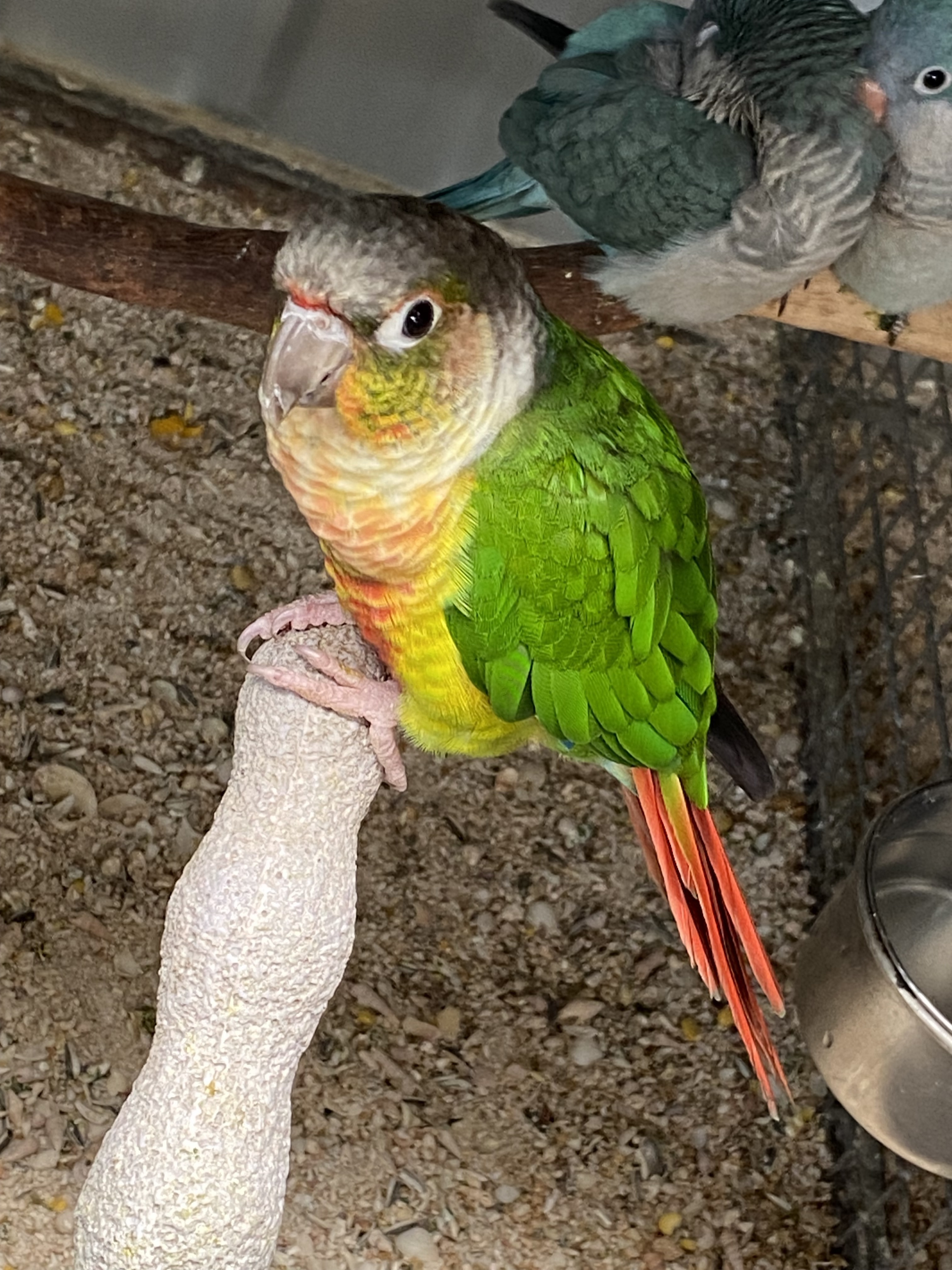 Lost Green Cheeked Conure: Eug...