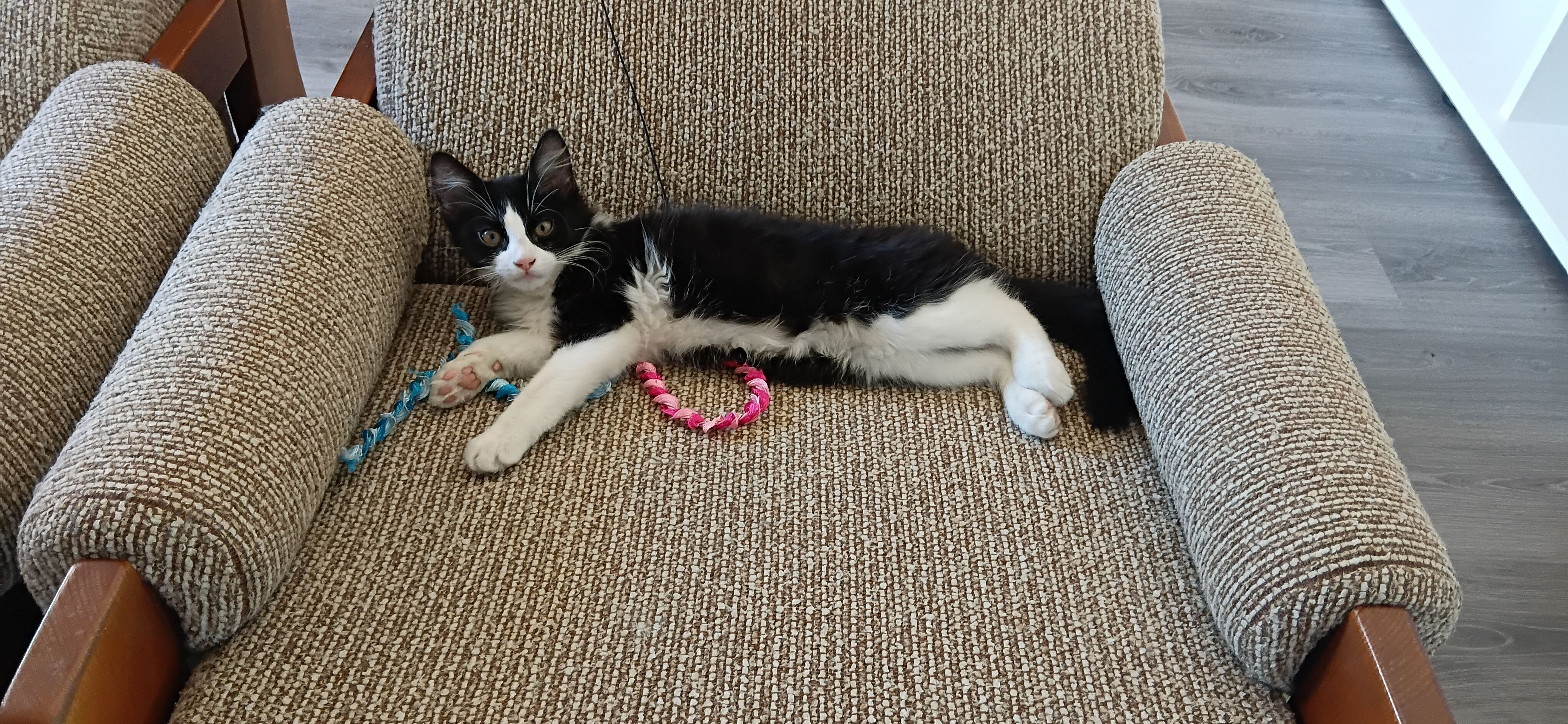 Lost 4-Month-Old Black & White Cat, Tea Tree