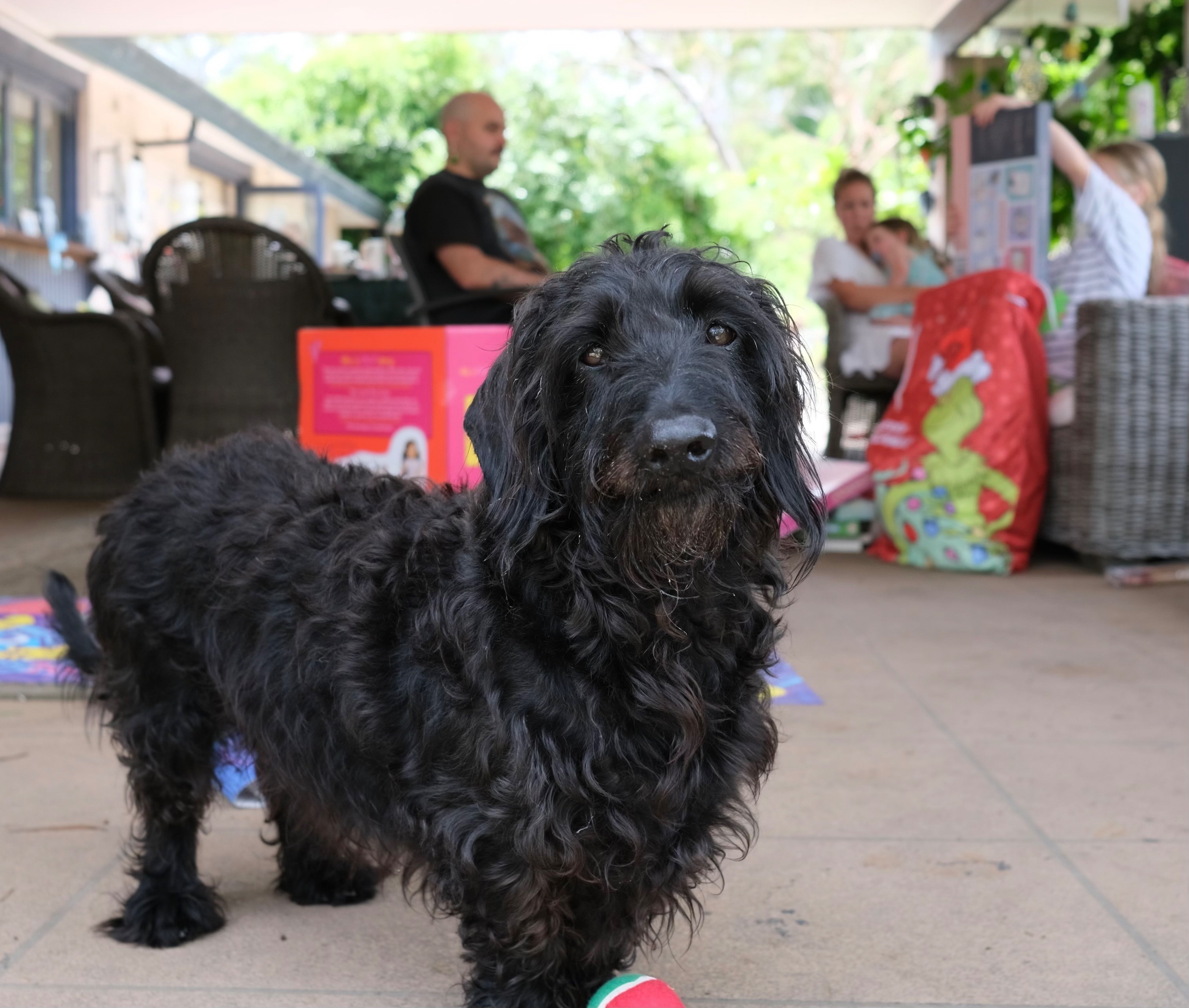 Lost: Black Labradoodle Mix, Hornsby