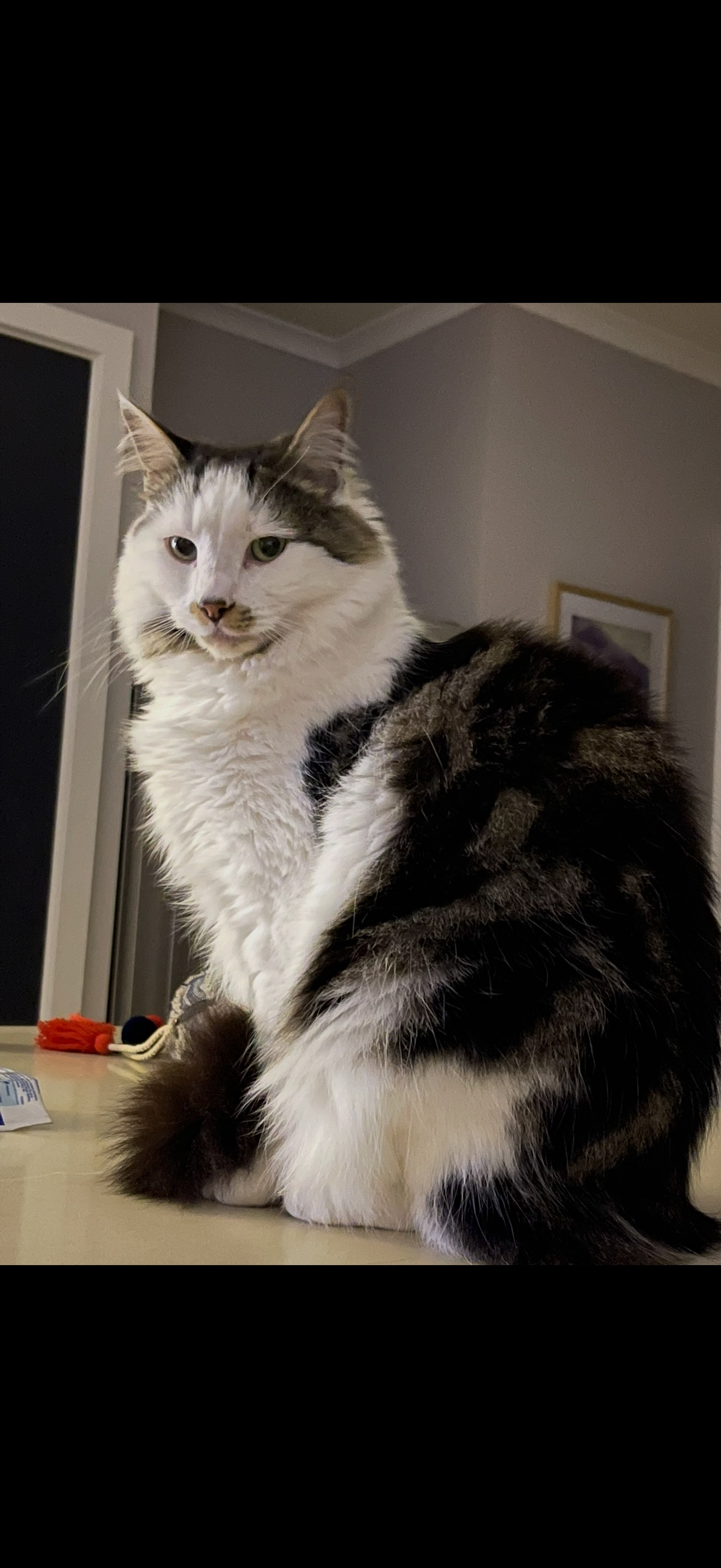 Lost Cat Milo: Fluffy, Moustached & Shy