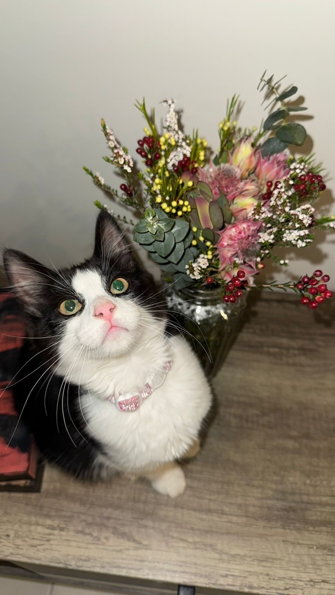 Lost Tuxedo Cat: 8-Month-Old in Wyndham