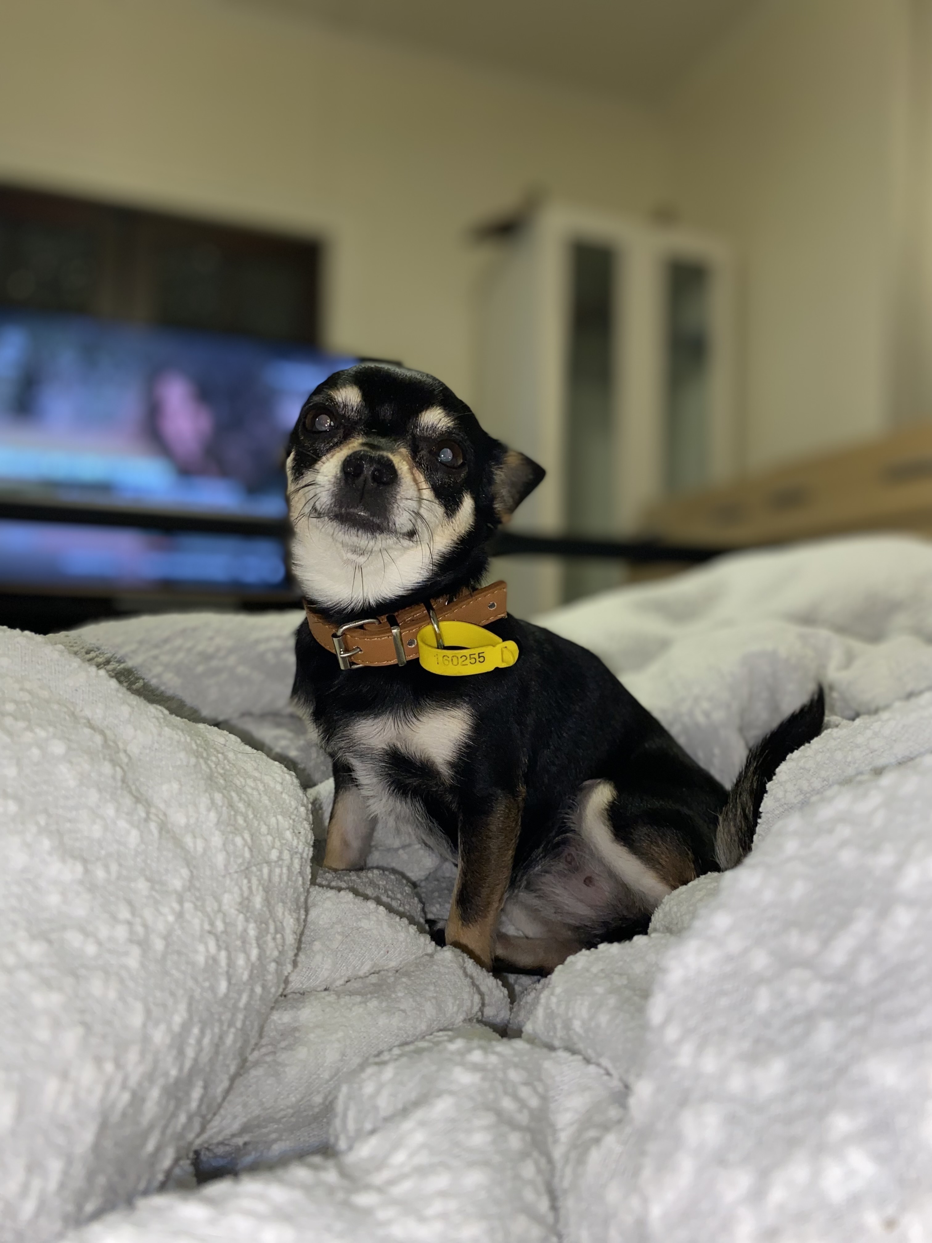 Lost Dog: Black & Gold, Pointy Ears