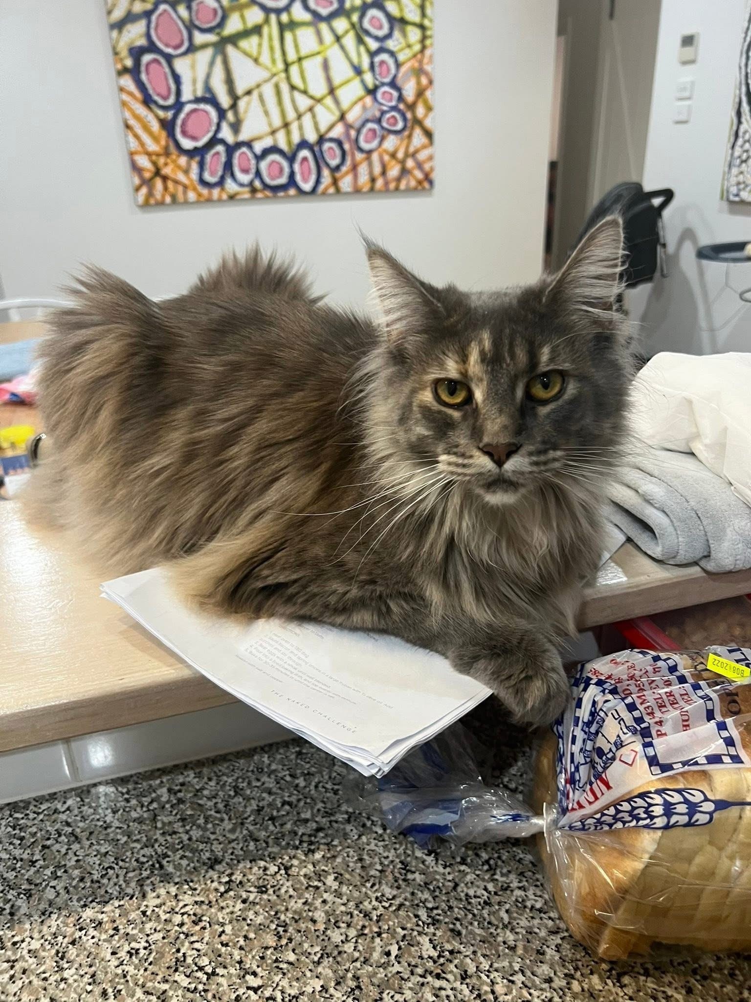 Lost Fluffy Maine Coon on Morgan St, 86